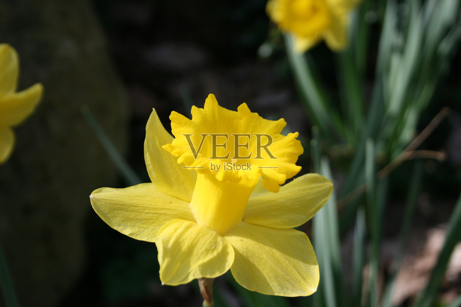 黄色美丽的花朵来自大自然照片摄影图片