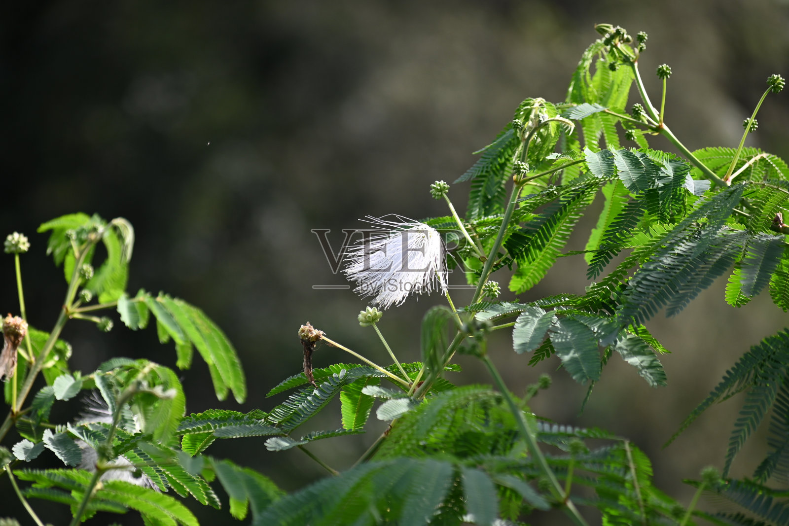 在早晨的阳光下，白色的万寿菊花，连同它们的茎和绿色的叶子照片摄影图片