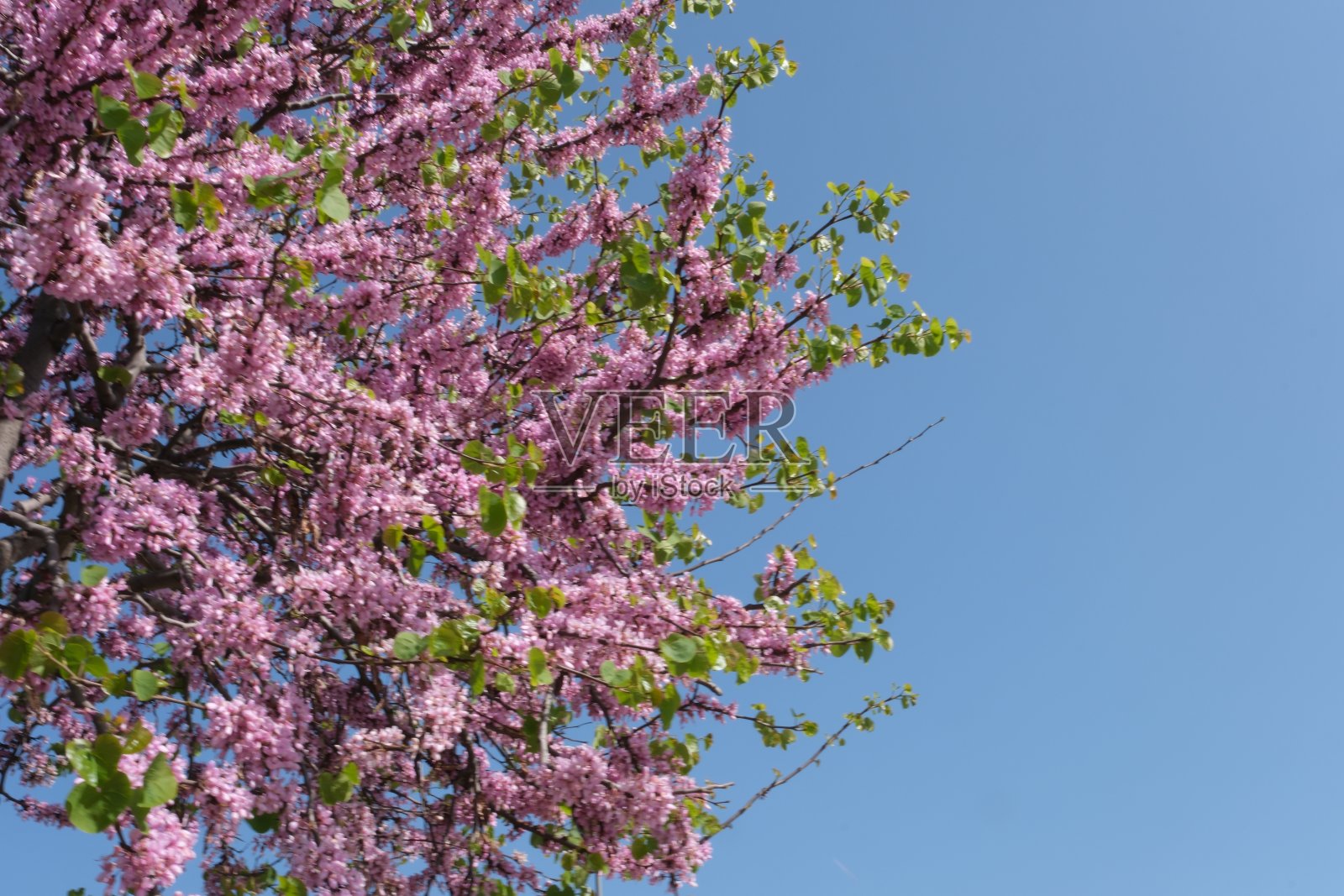 伊斯坦布尔春天的粉红色:犹大树照片摄影图片