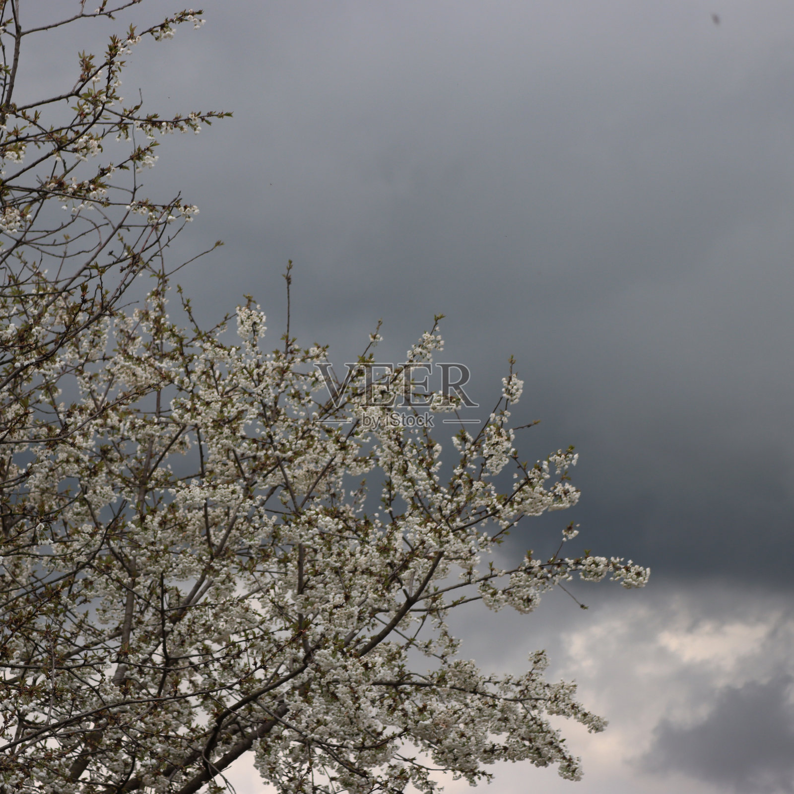 樱花树顶着暴风雨的天空。李属鸟结核照片摄影图片