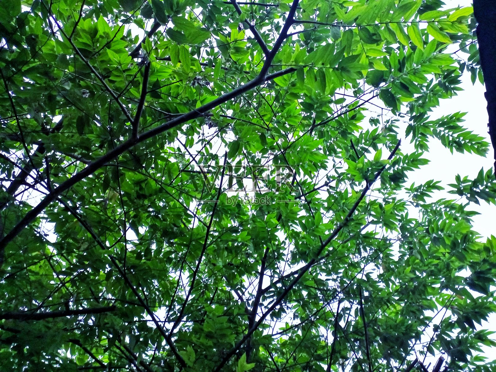 悦榕庄照片摄影图片