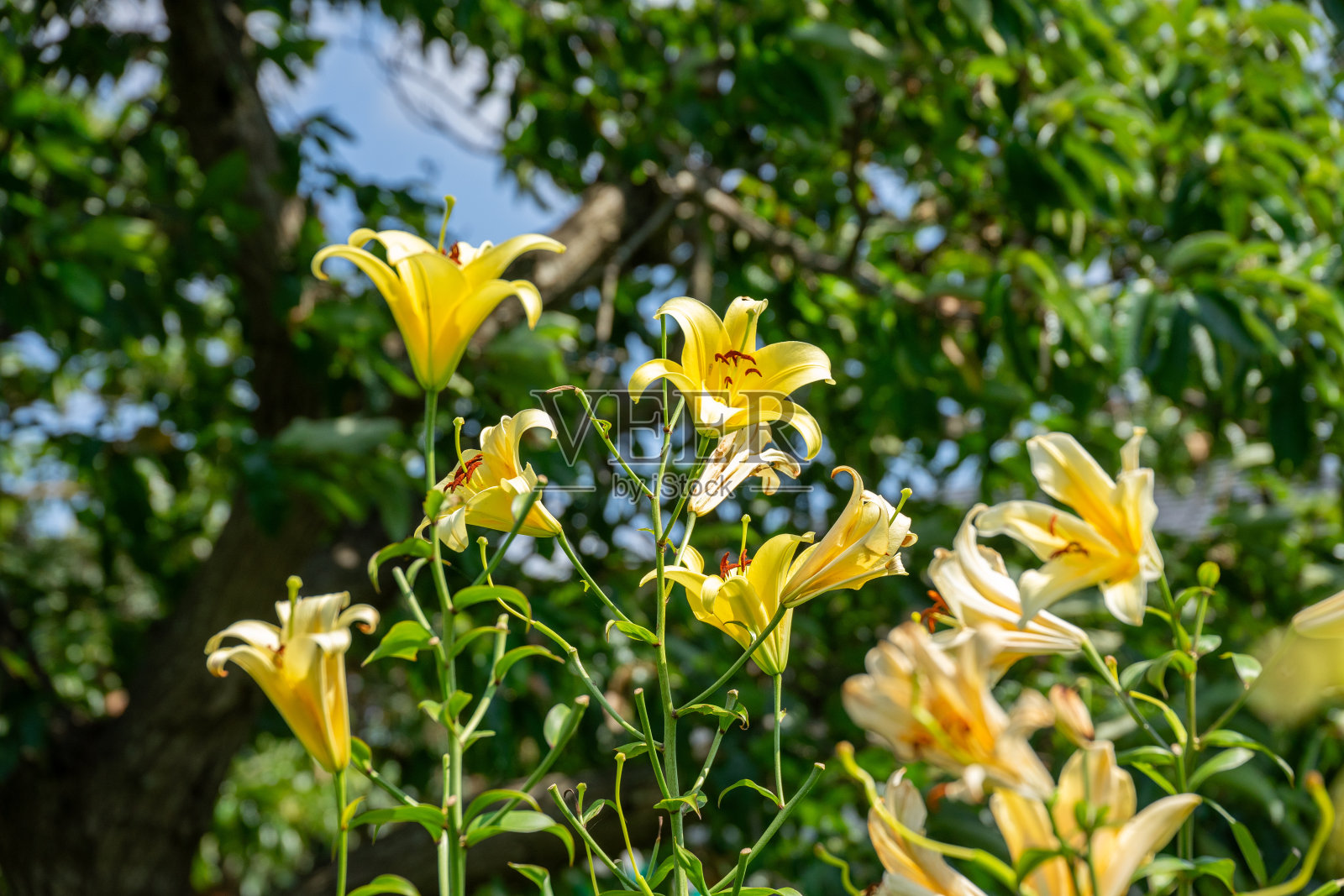 五颜六色的百合花在初夏盛开照片摄影图片
