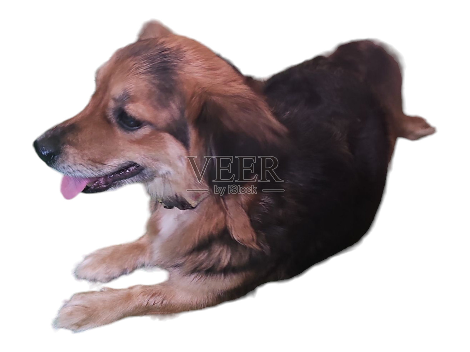 孤立的狗倚在白色的背景上。照片摄影图片