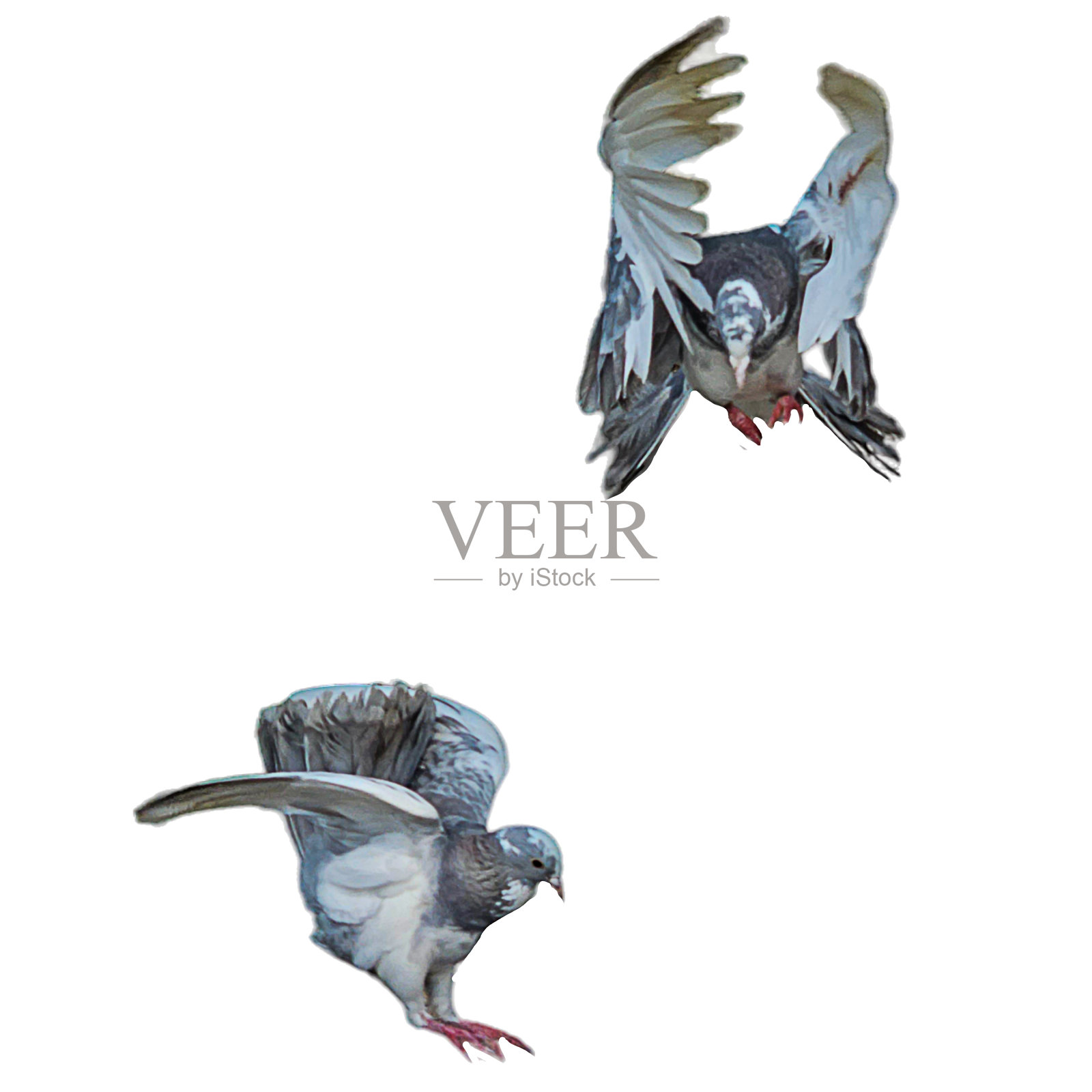 白色背景上孤立的鸽子。照片摄影图片