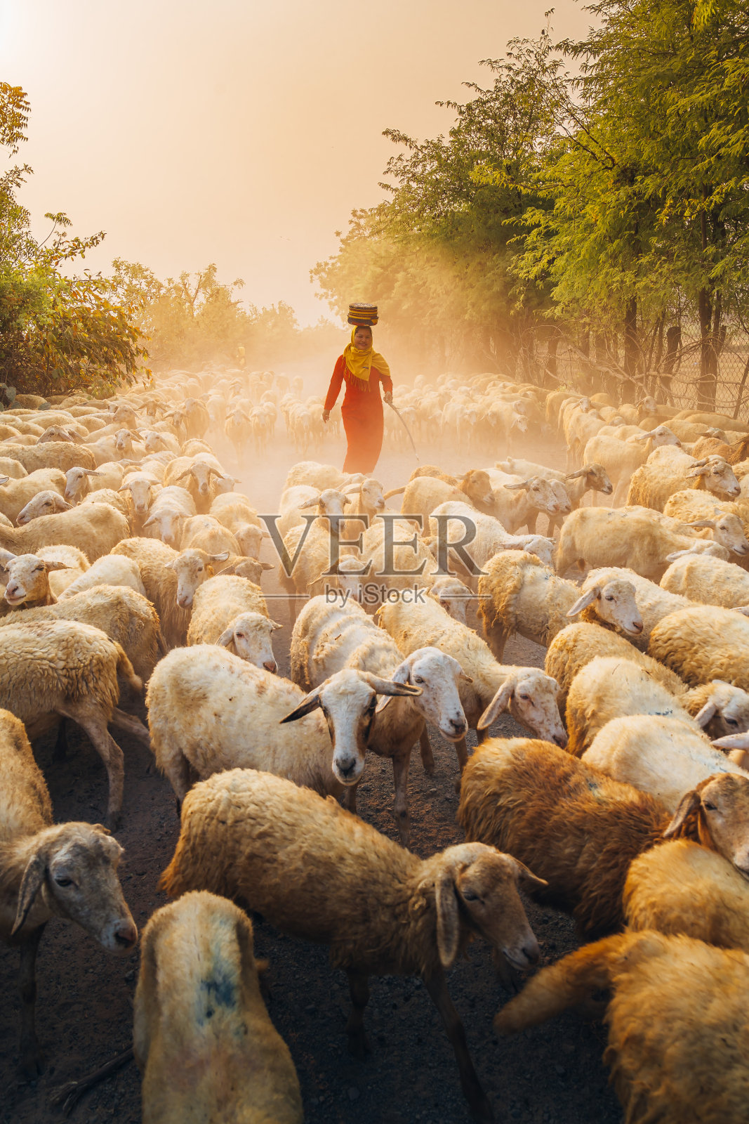 在越南宁顺省，一名当地妇女和一群羊在日落时分回到牲口棚，他们在山上吃了一天的羊。照片摄影图片