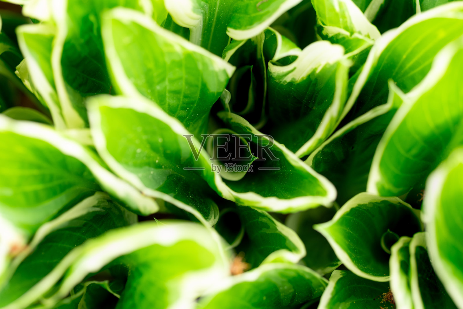 玉簪属草本植物的叶子照片摄影图片