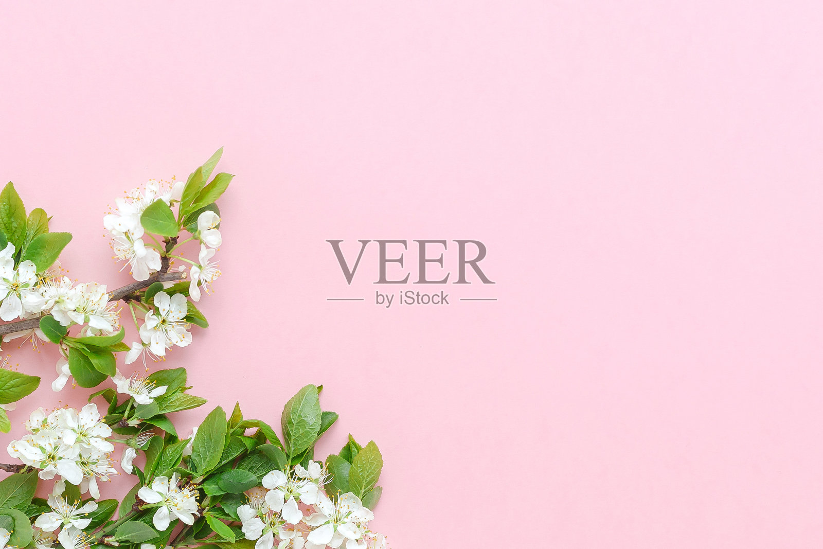 粉红色背景上的樱桃或苹果树的一根春天的绿枝，作为文本1照片摄影图片