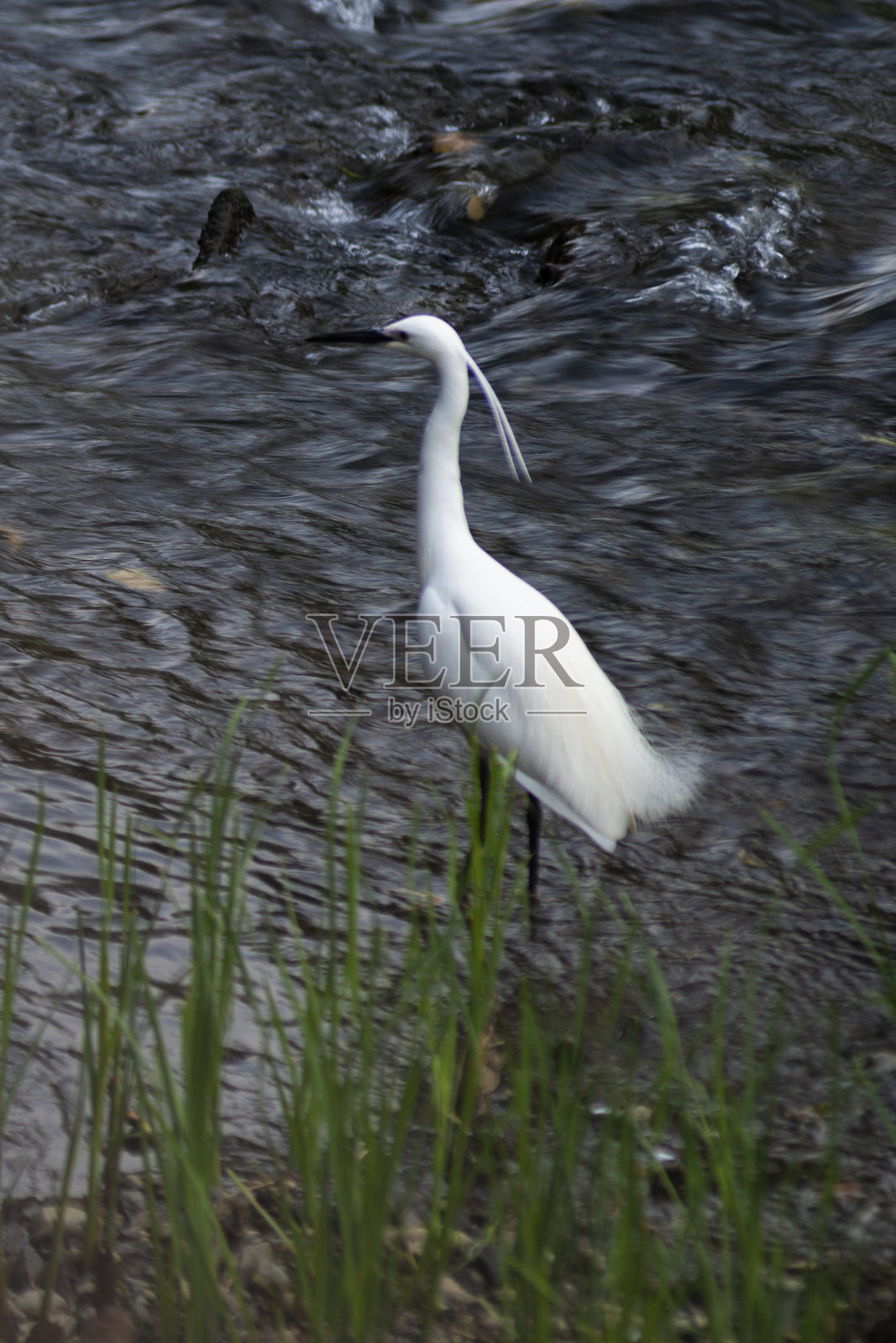 白苍鹭照片摄影图片