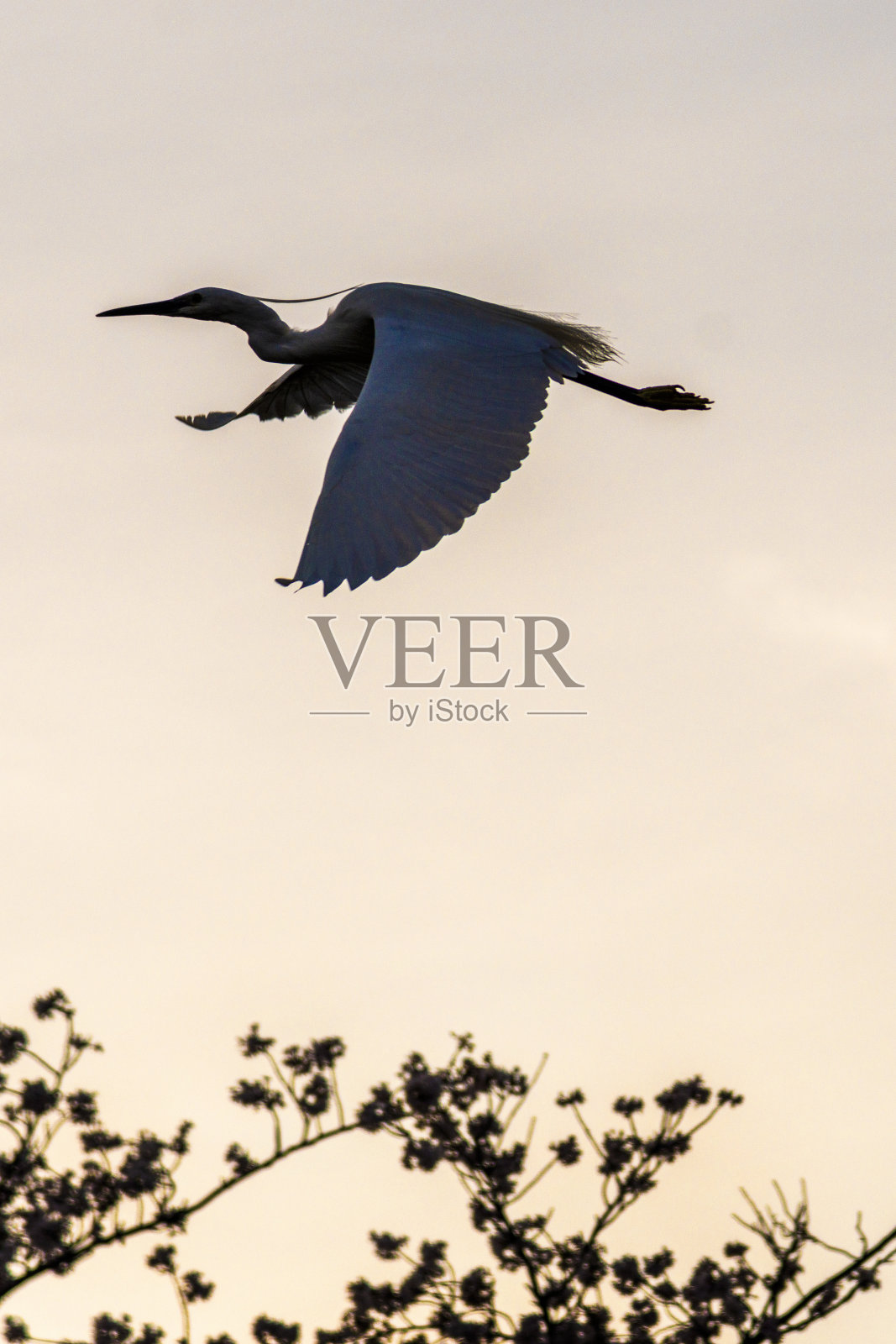 白苍鹭照片摄影图片