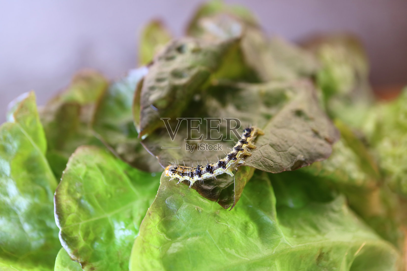 一只毛毛虫在收获的有机红橡树生菜上爬行的特写照片摄影图片