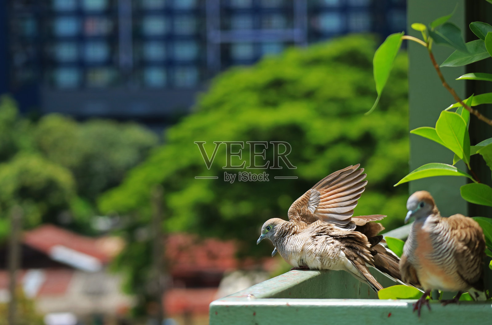 野生斑鸠在阳光下展翅的特写照片摄影图片