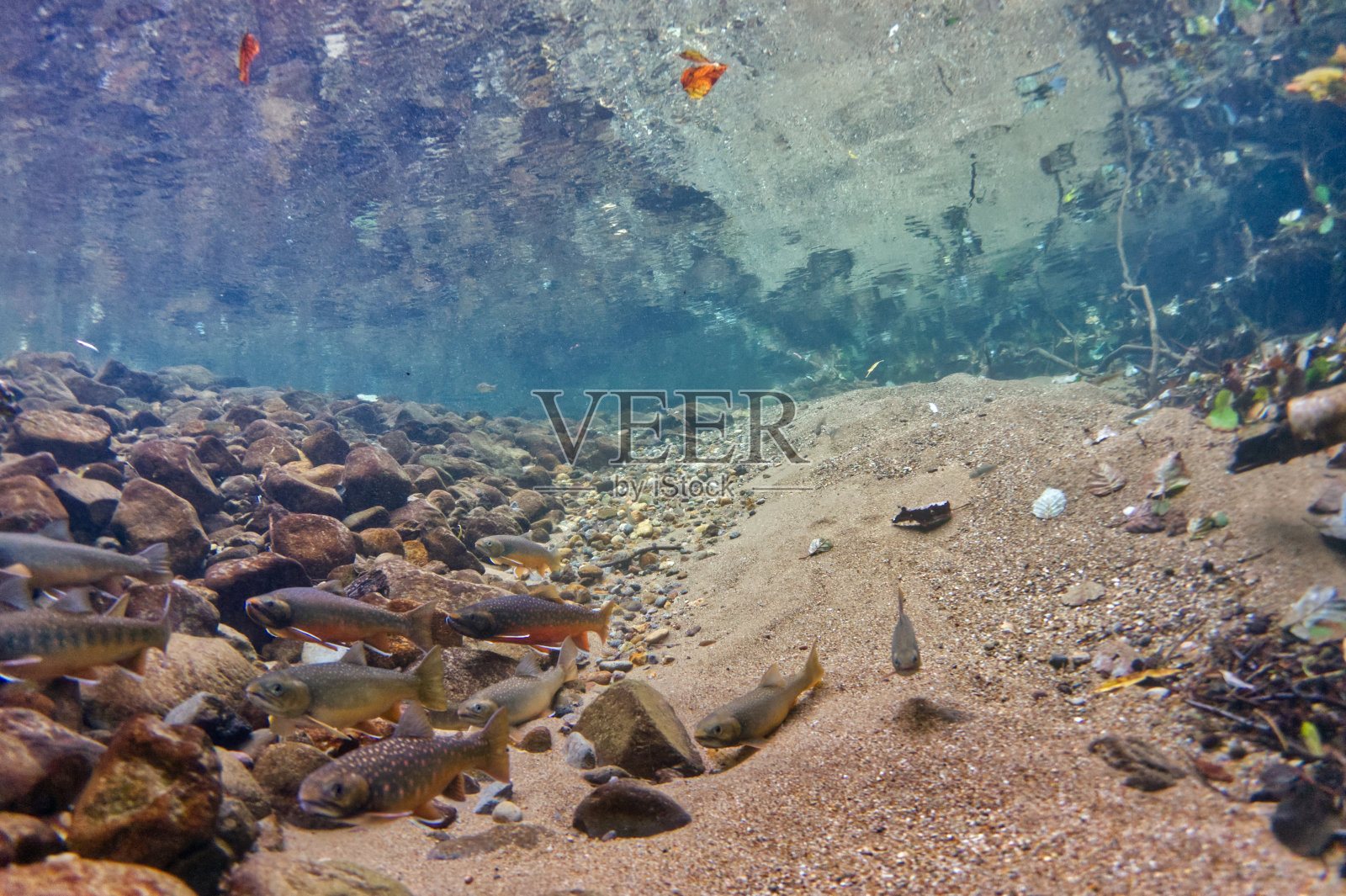 北海道石林别湖宫部陷阱的水下照片照片摄影图片