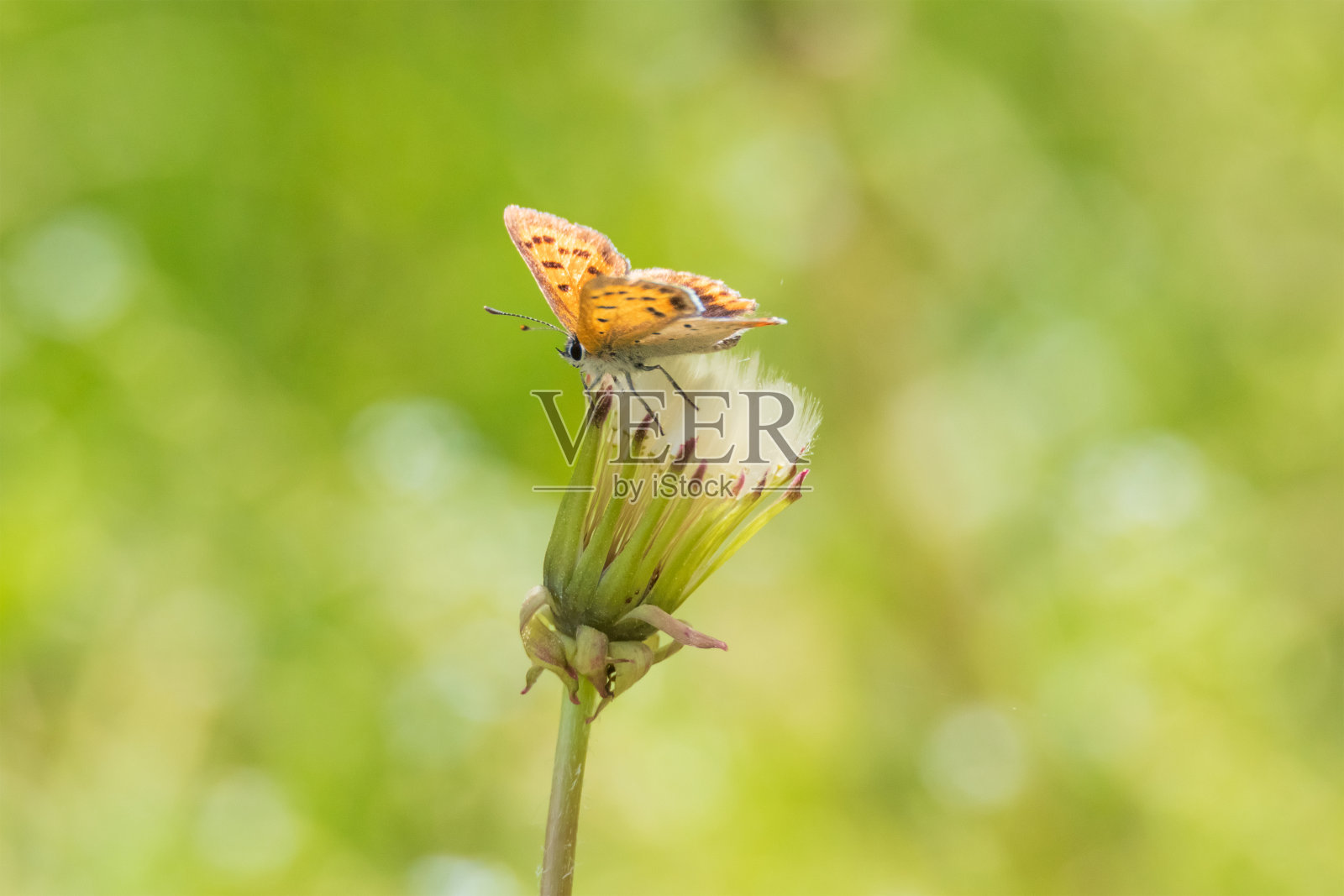 一只蝴蝶坐在花瓣上照片摄影图片