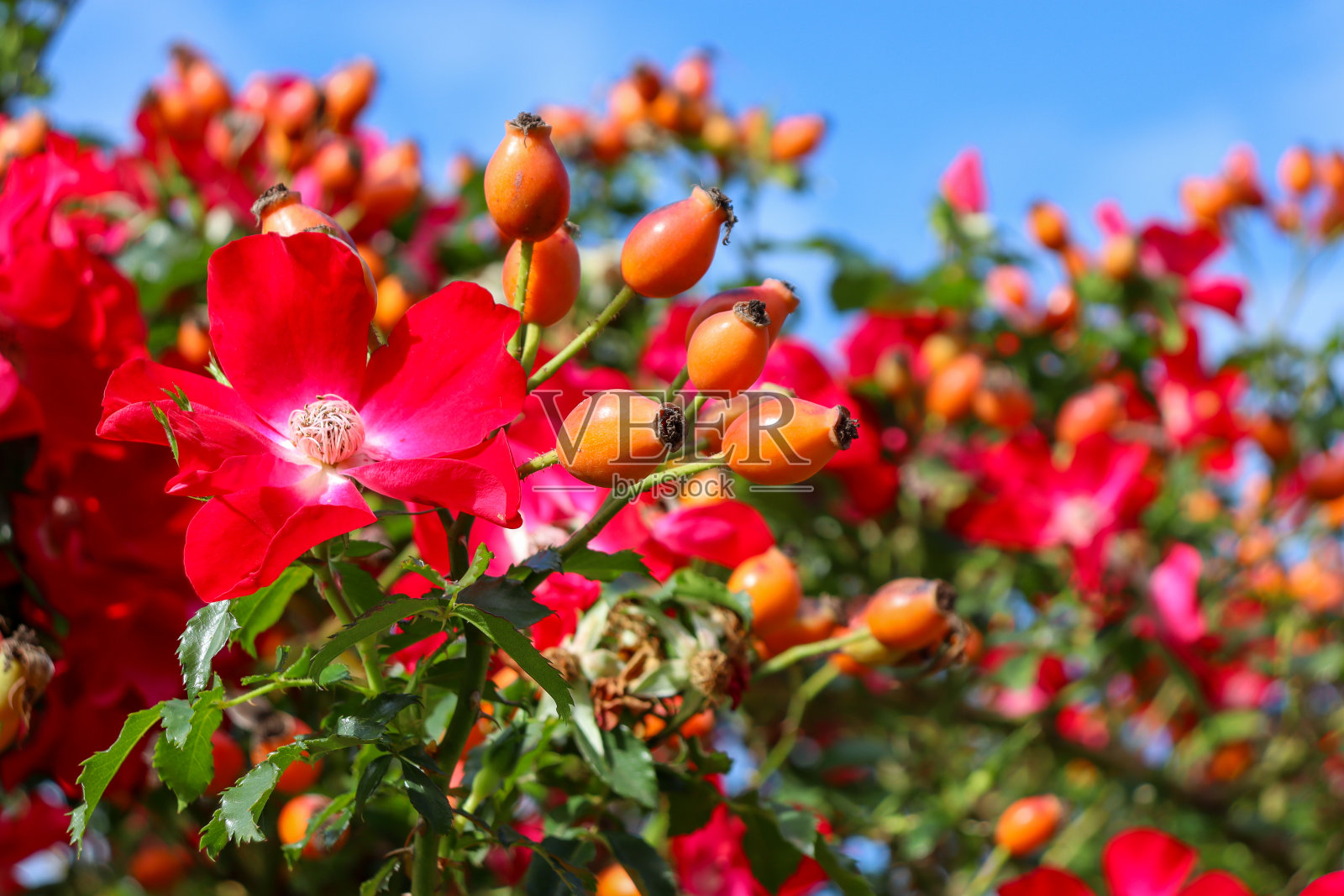 红玫瑰在花园里盛开照片摄影图片