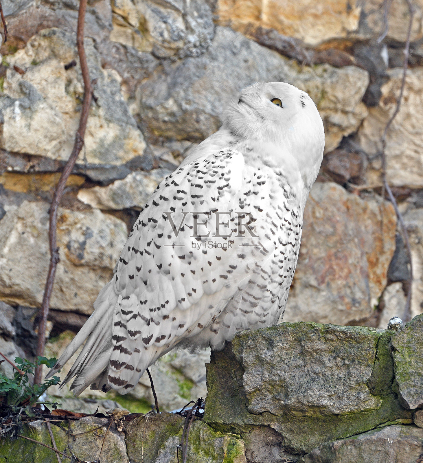 春日里，一只雪鸮站在岩石上照片摄影图片