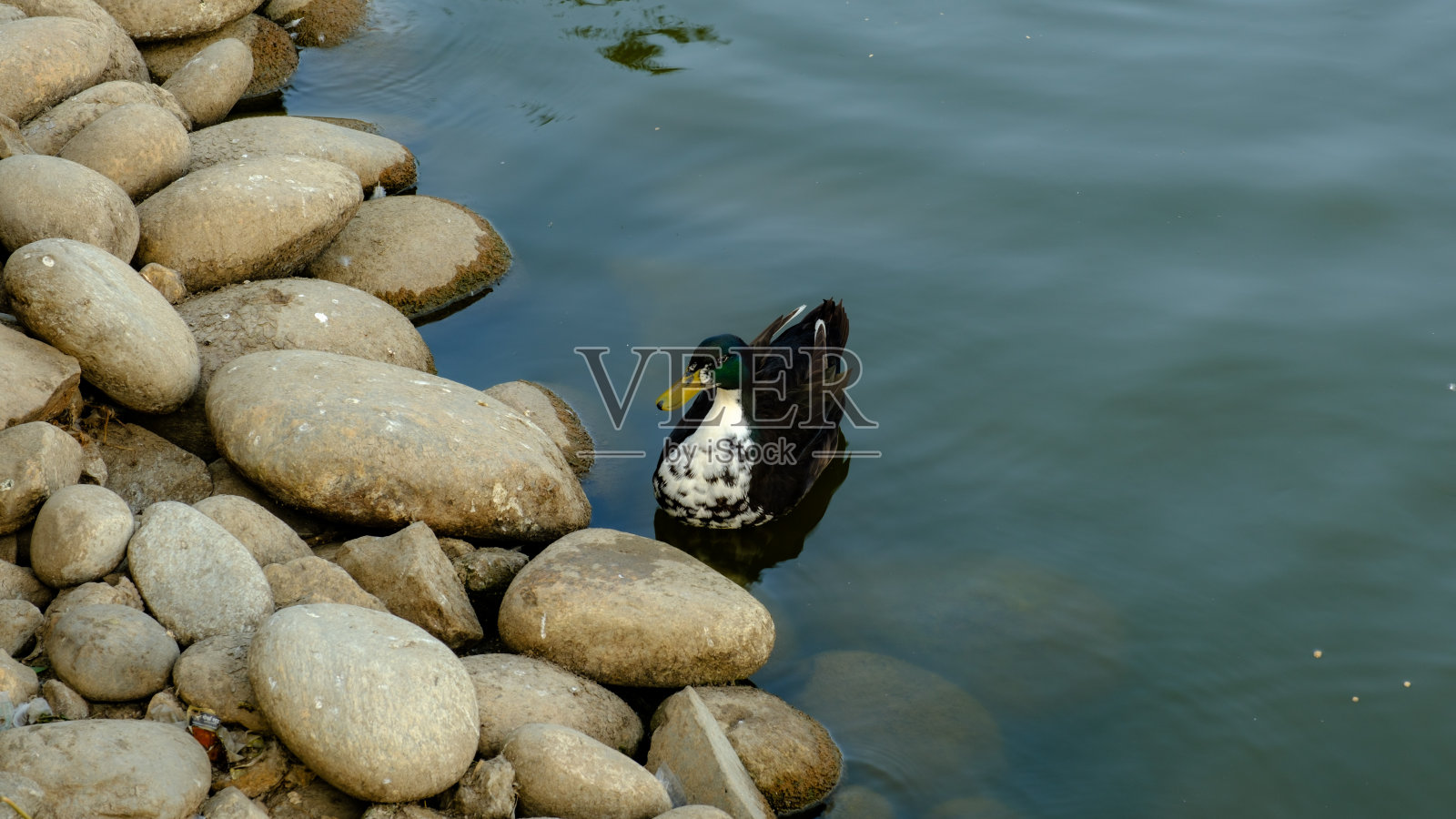 小鸭子照片摄影图片