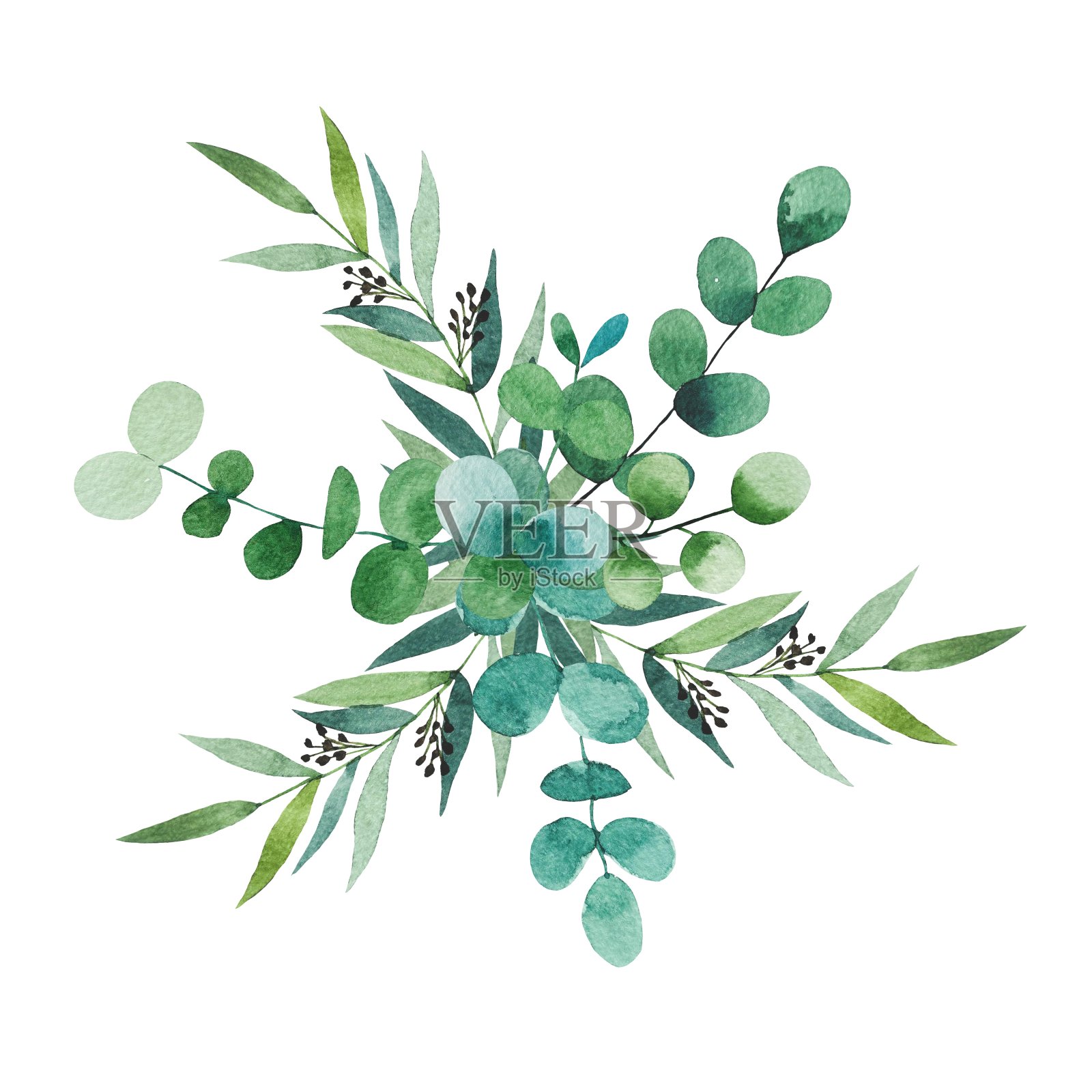 一束水彩叶子。桉树分支。手绘植物插图孤立的白色背景。插画图片素材