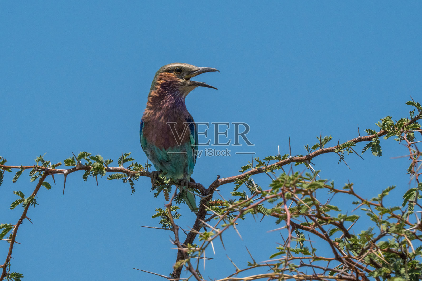 博茨瓦纳博泰蒂河上的丁香胸滚筒照片摄影图片