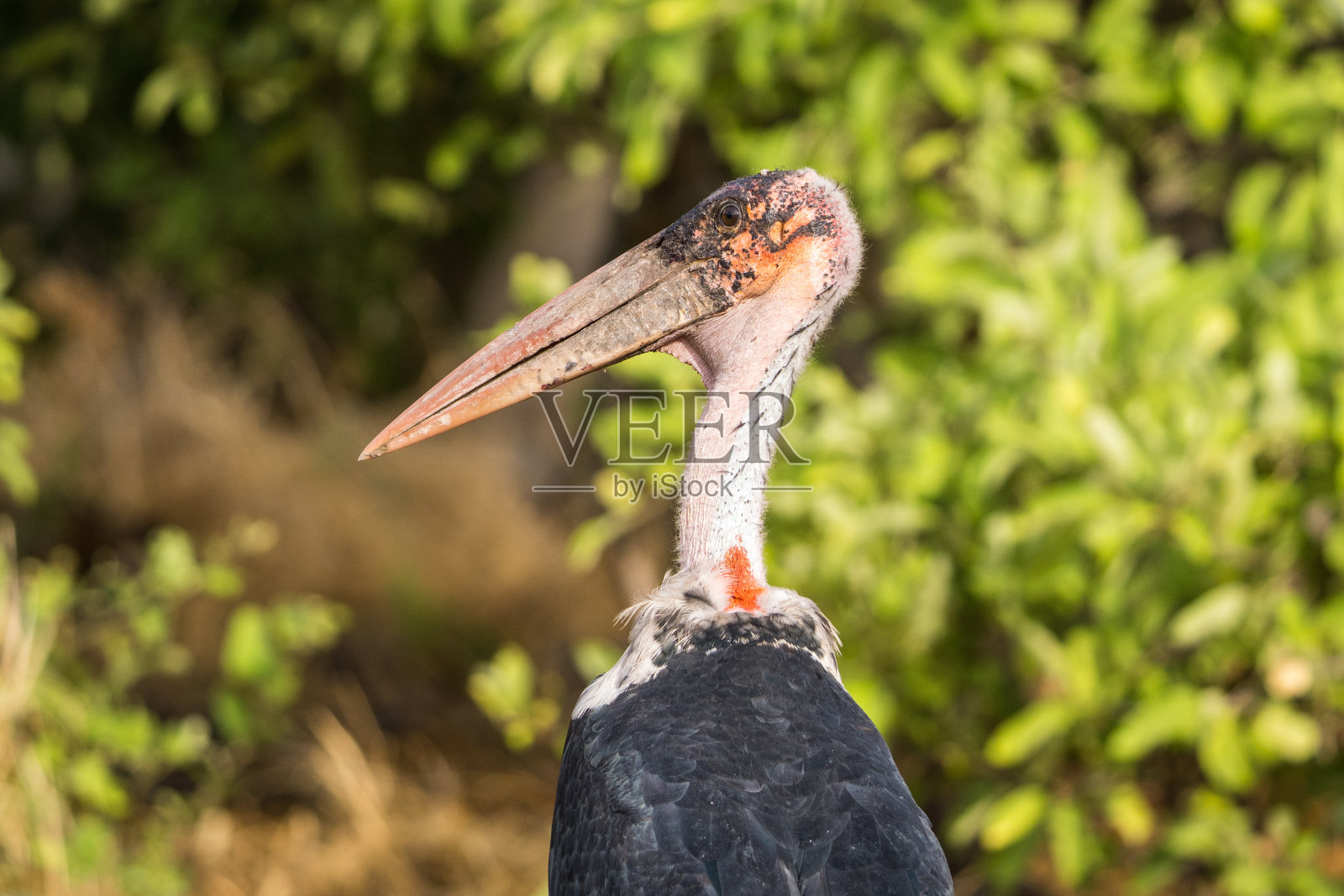 博茨瓦纳乔贝国家公园Savuti附近的Marabu / Marabou照片摄影图片