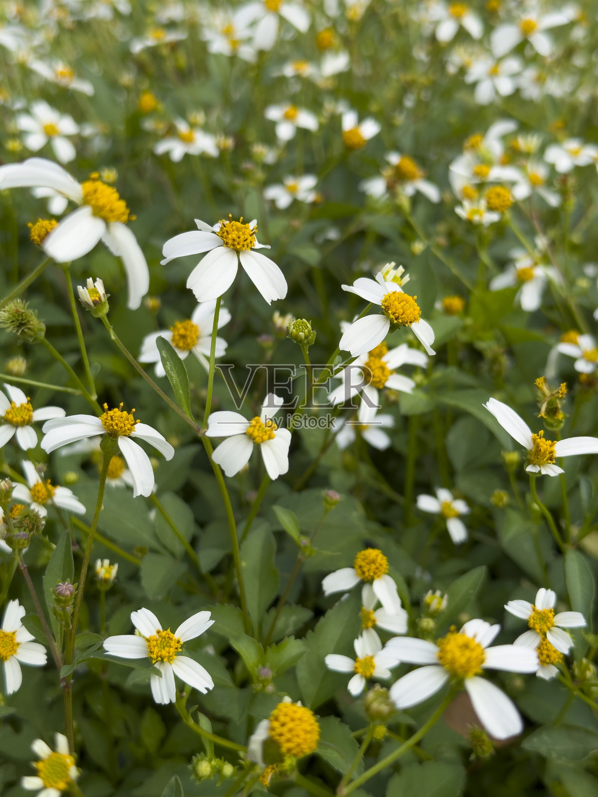 房子前院的野花照片摄影图片