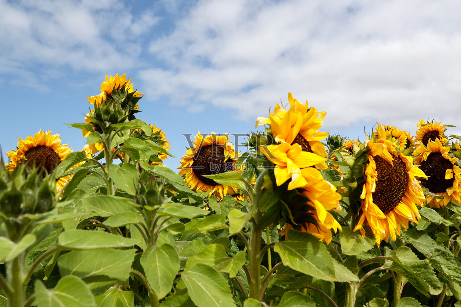 田野里的向日葵照片摄影图片