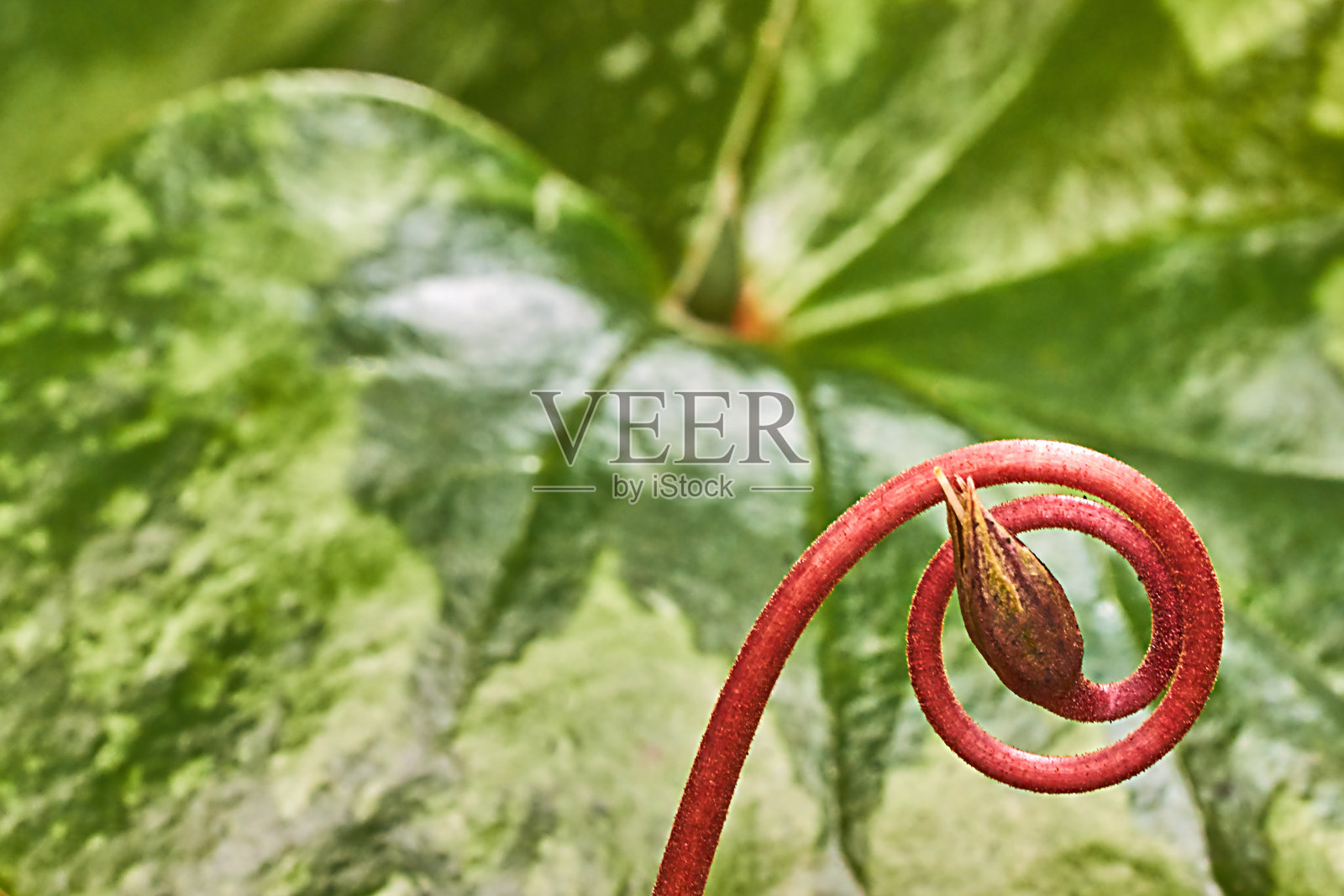 紫罗兰色的照片摄影图片