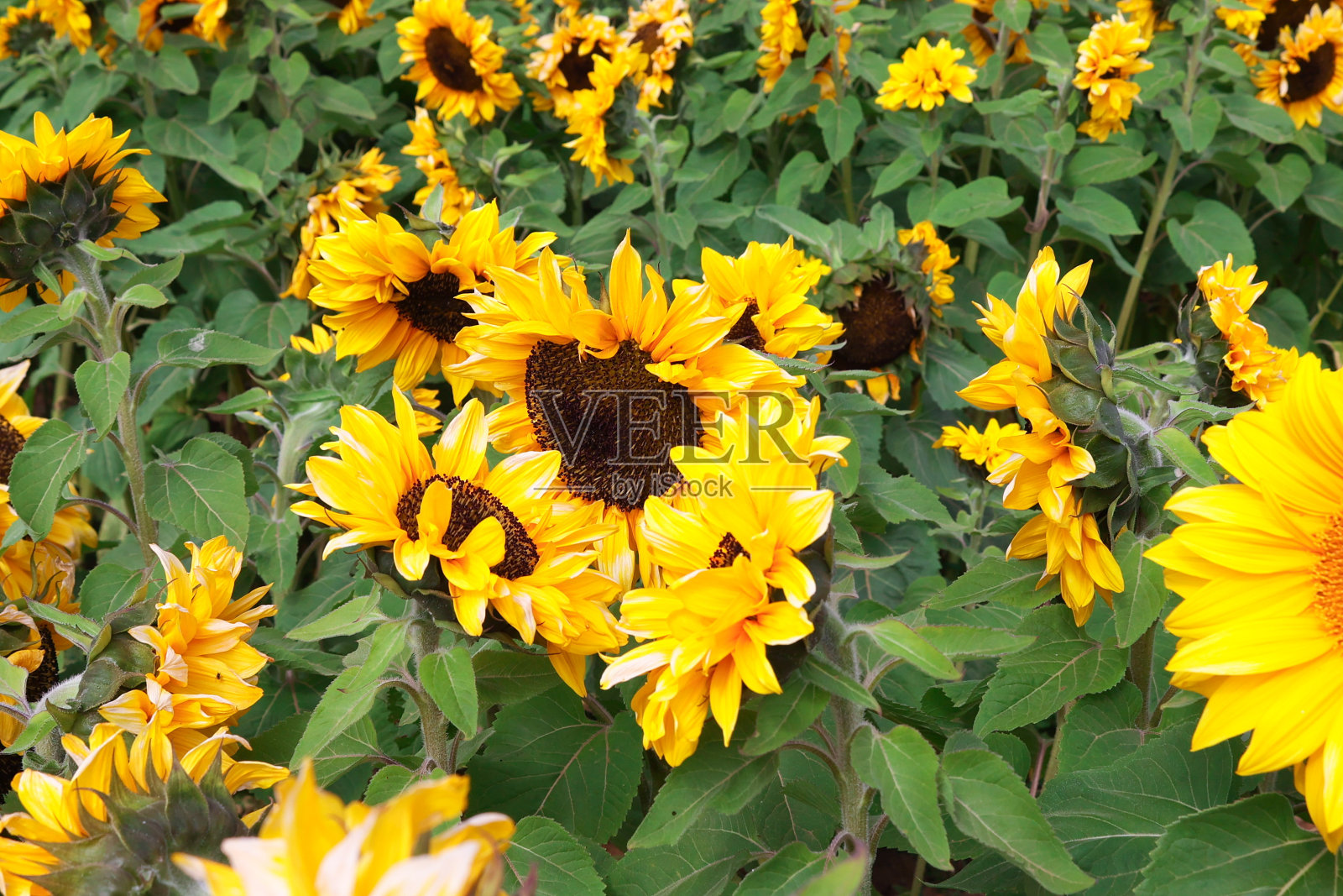 田野里的向日葵照片摄影图片