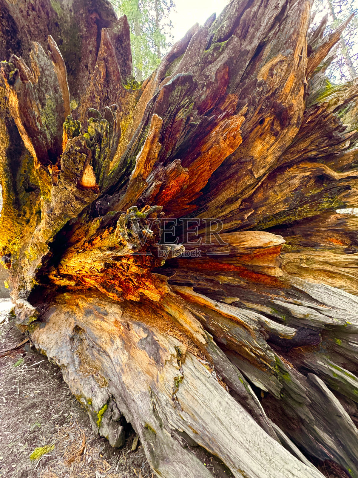 大树照片摄影图片