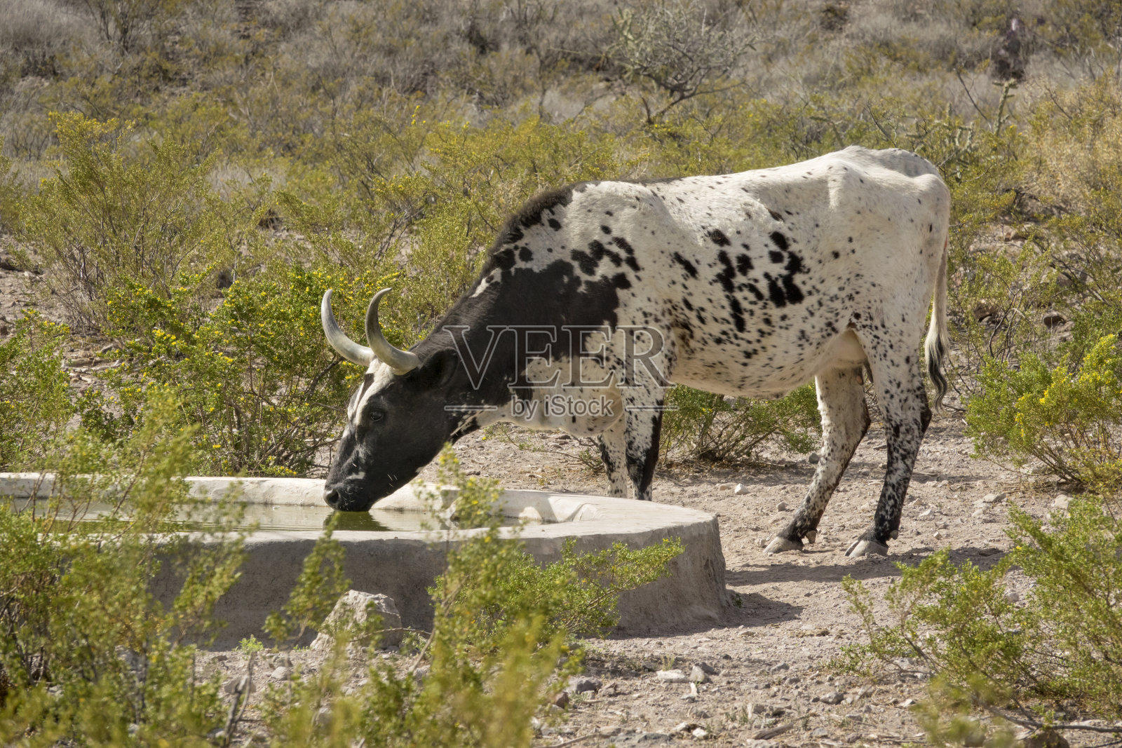 长角牛喝水大本德牧场州立公园德克萨斯州照片摄影图片