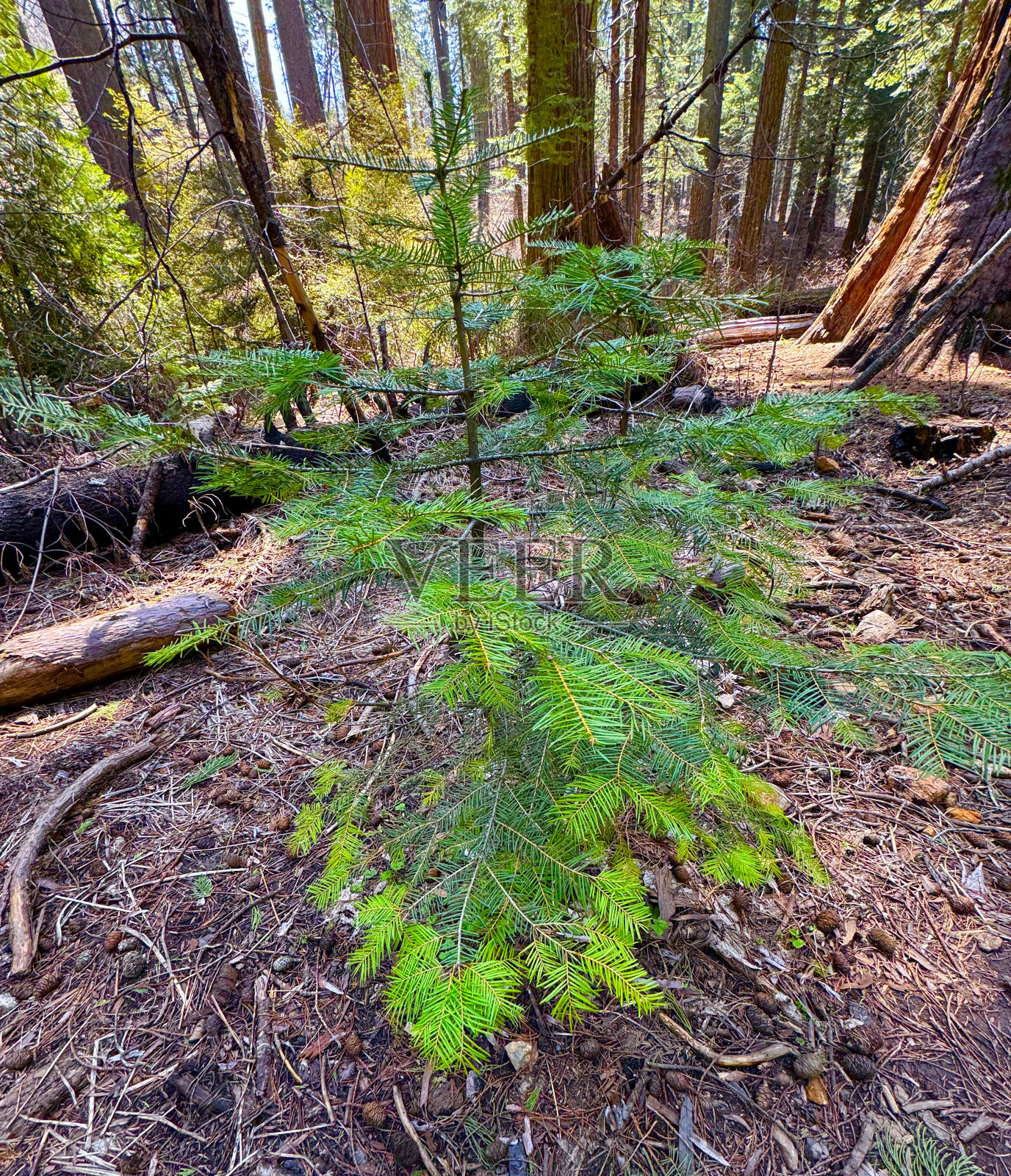 大树照片摄影图片