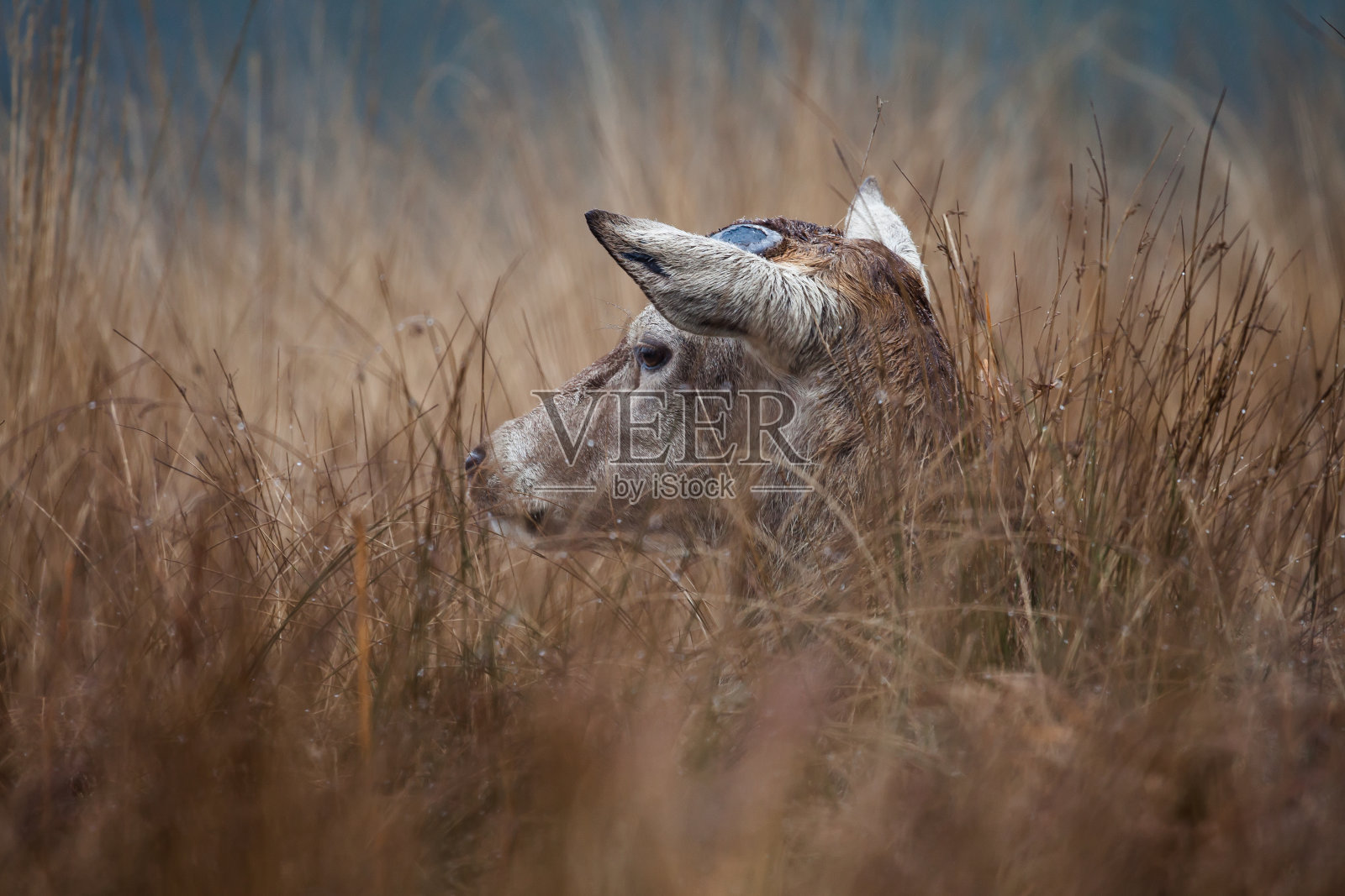 马鹿(Cervus elaphus)照片摄影图片