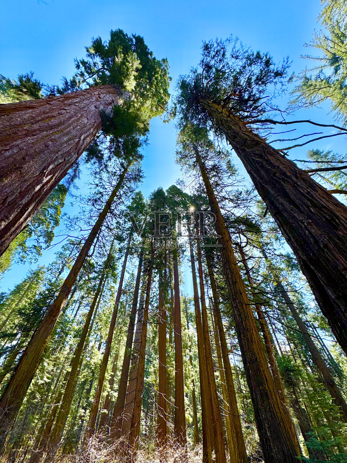 大树照片摄影图片