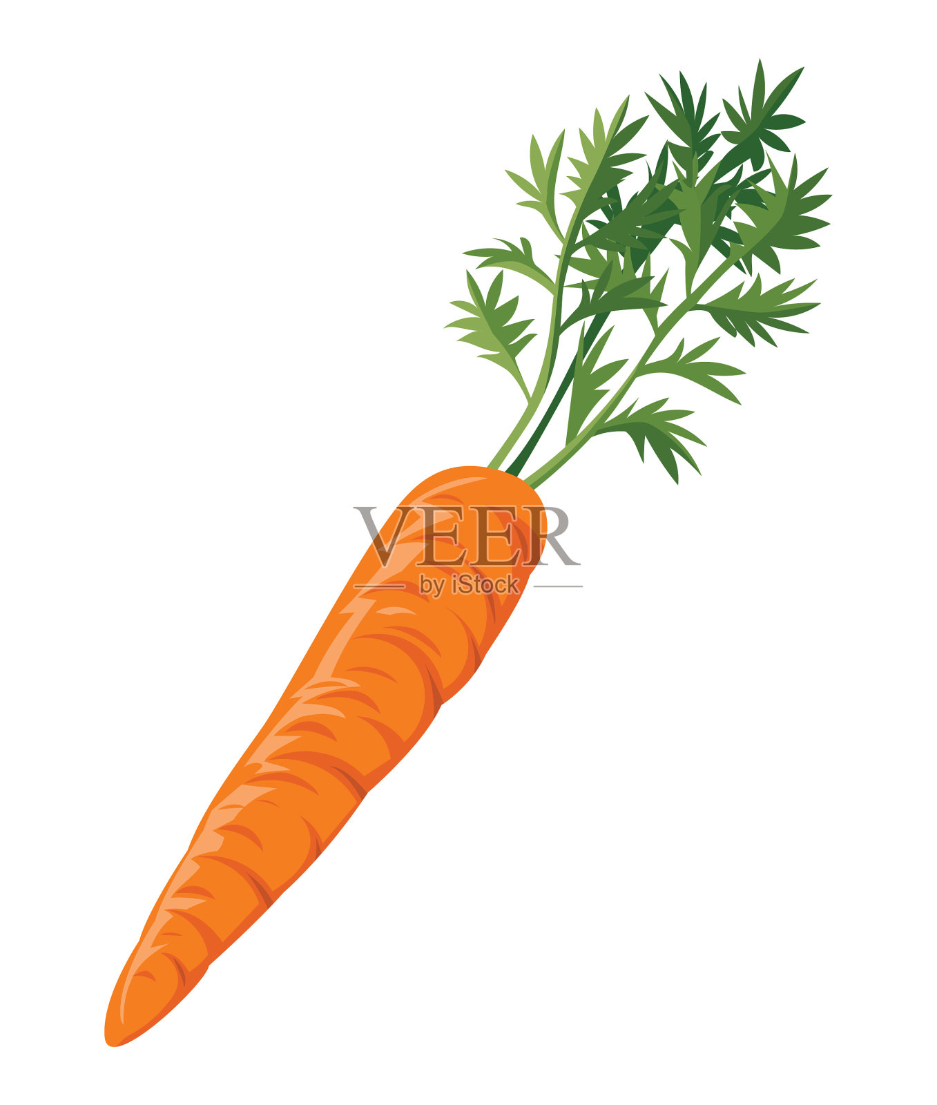 在白色背景上有叶子的胡萝卜。插画图片素材