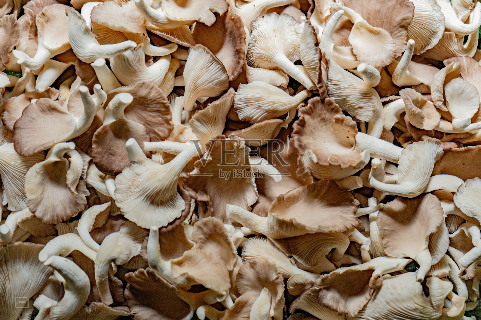 蘑菇照片摄影图片