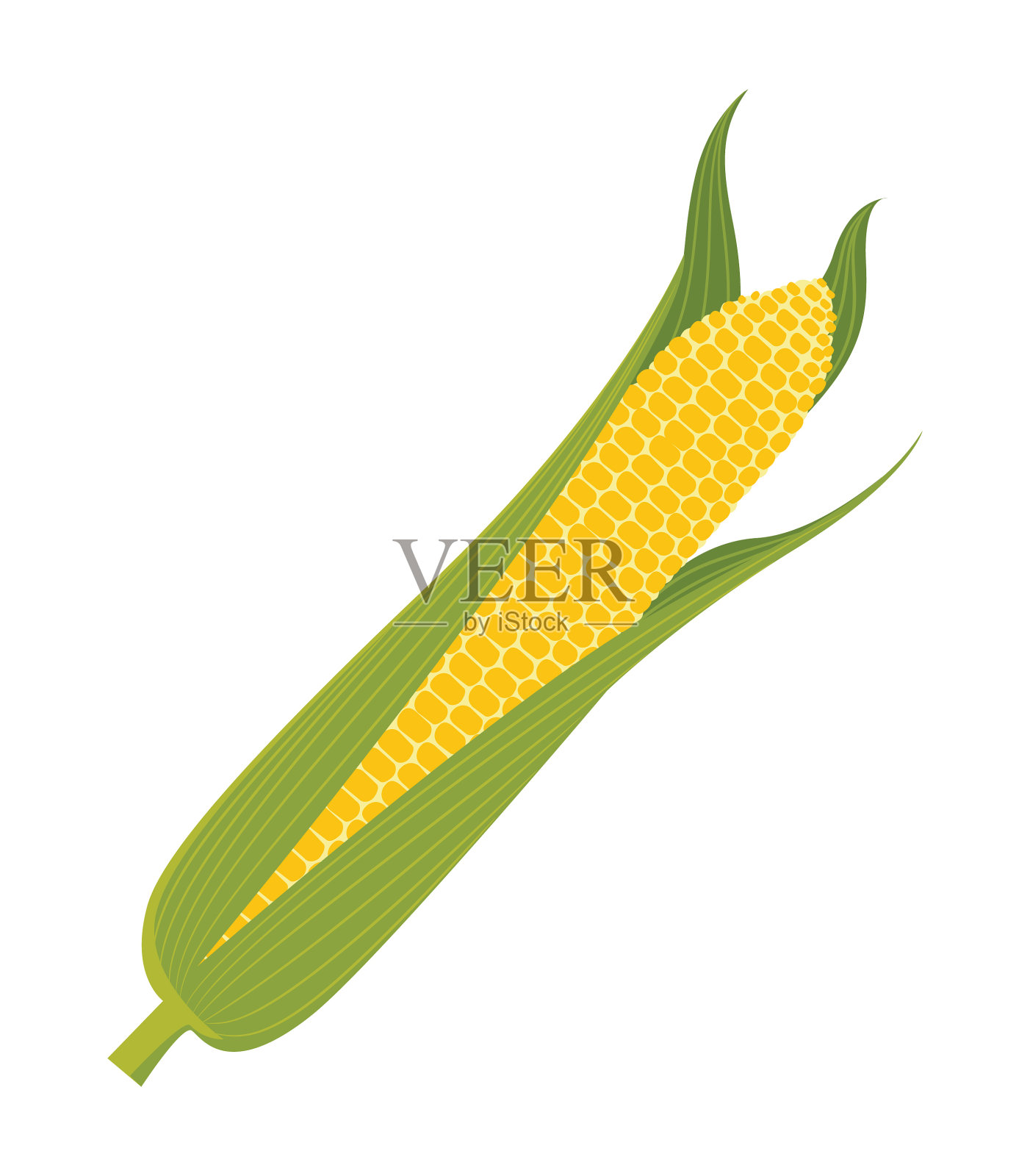 玉米卡通画：带叶和谷粒的大玉米棒插画图片素材