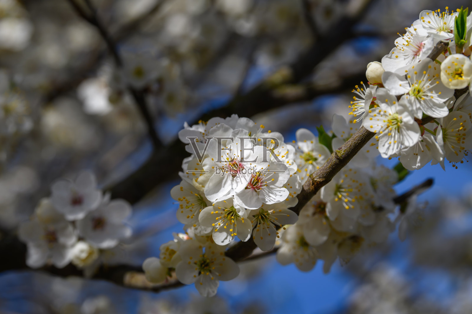 花园里开花的树枝。美丽的春天自然背景。照片摄影图片