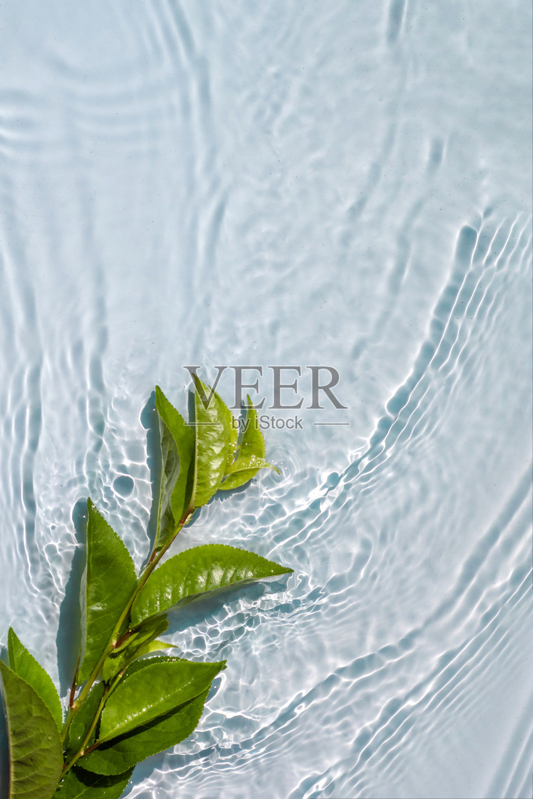 透明的水面上的天然植物照片摄影图片
