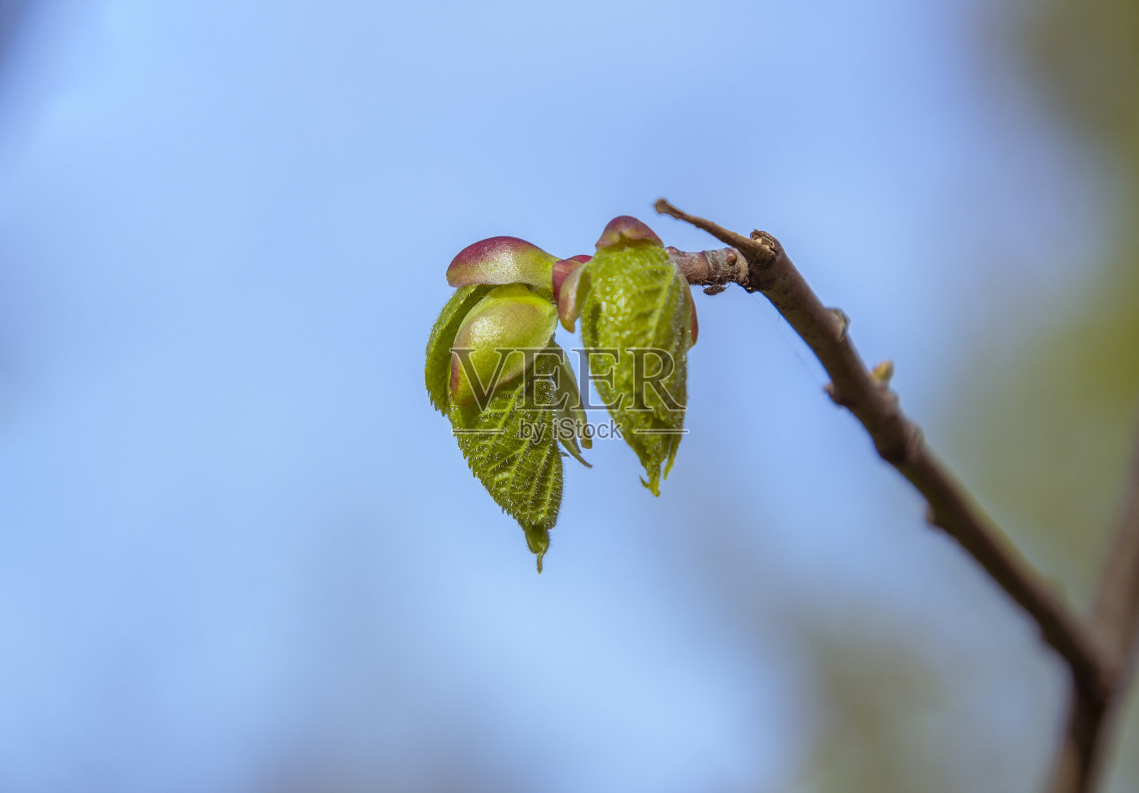 树枝上的新芽和新叶照片摄影图片