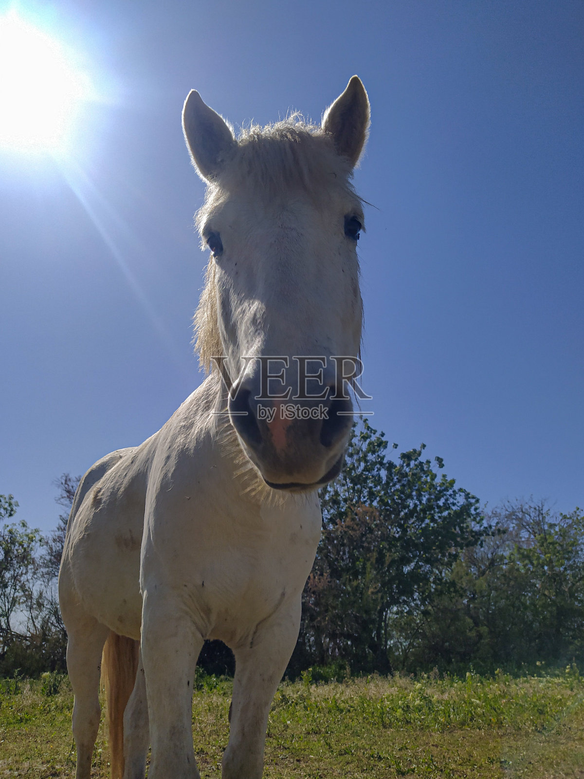 白马照片摄影图片