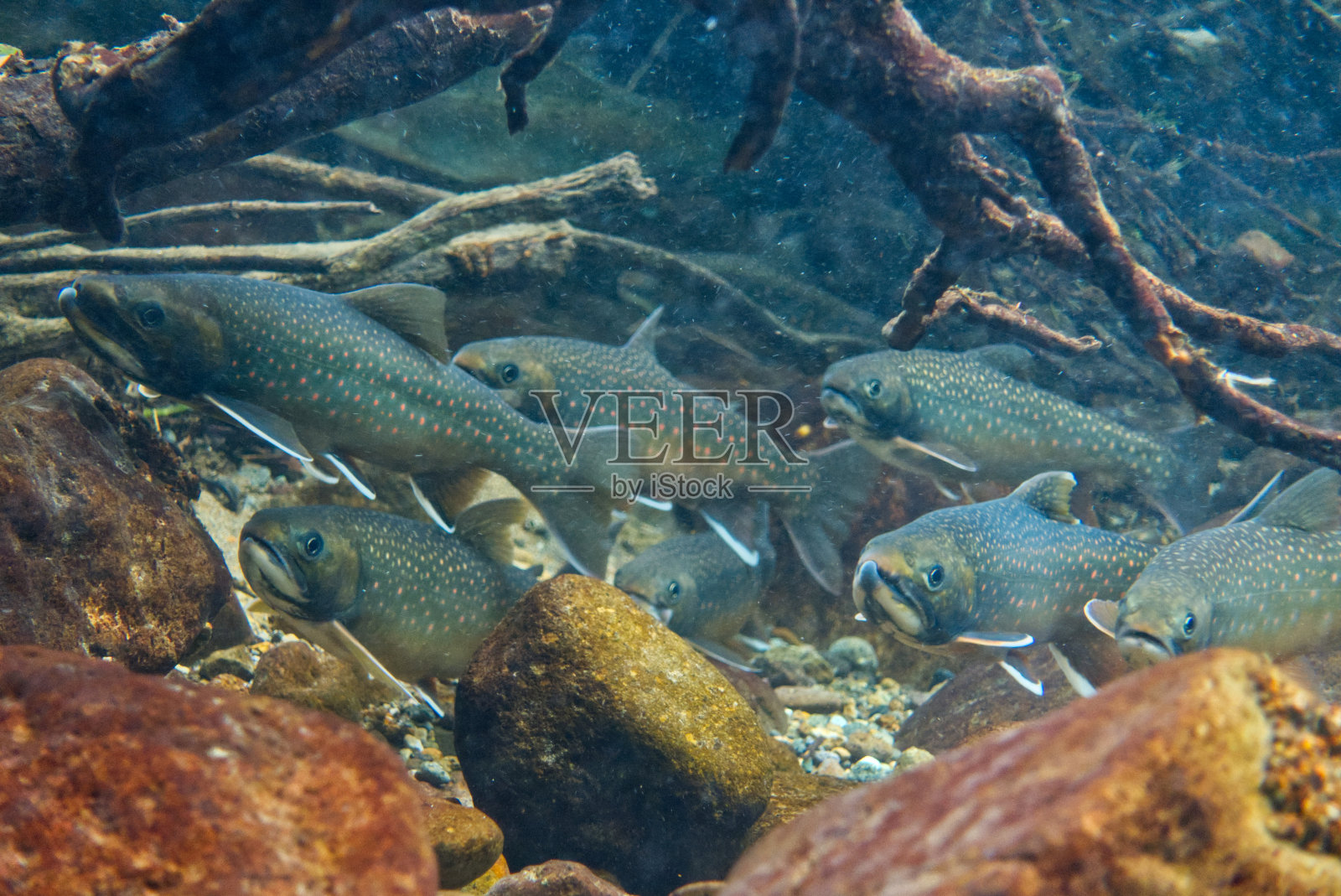 北海道石林别湖宫部陷阱的水下照片照片摄影图片