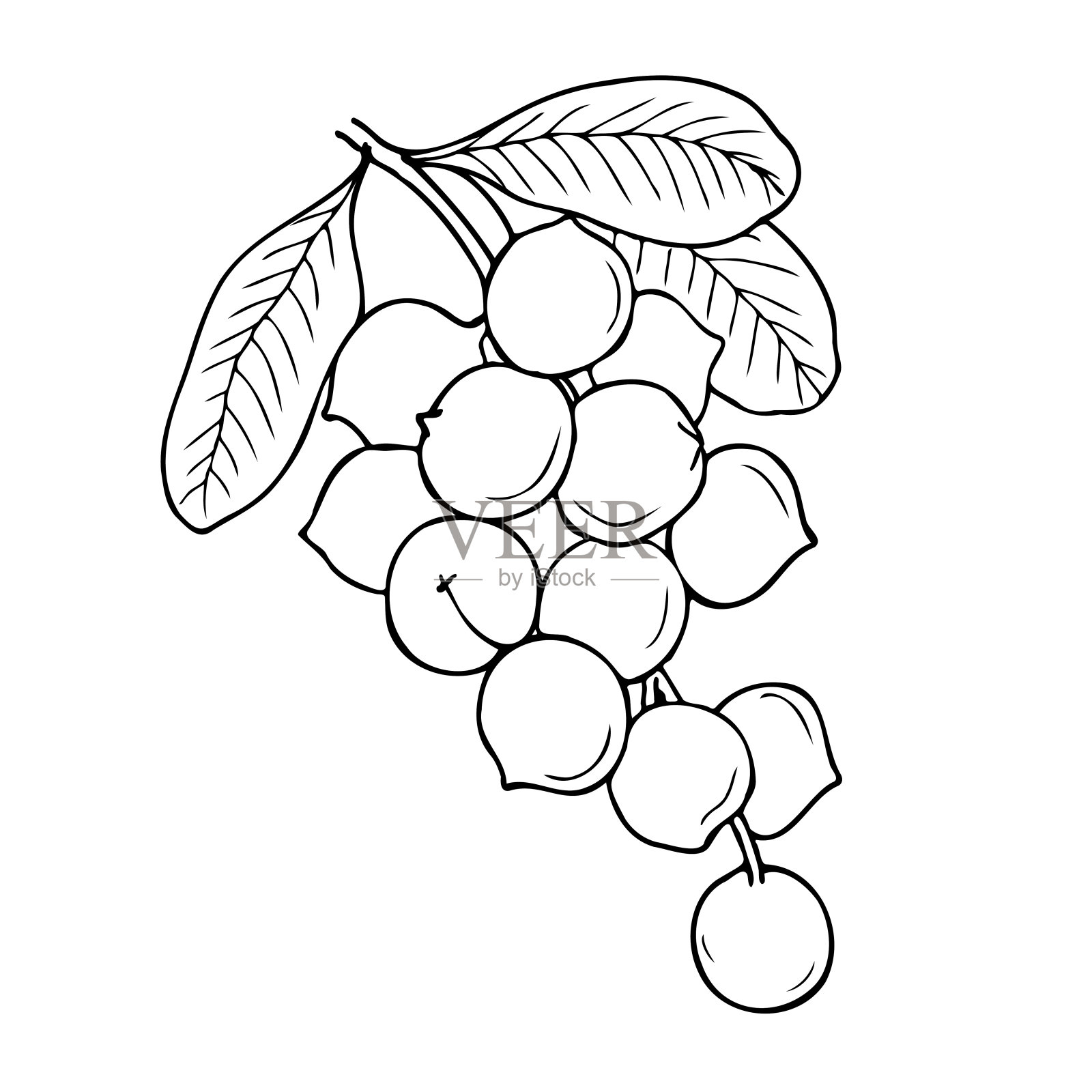 手绘矢量线夏威夷植物插图。插画图片素材