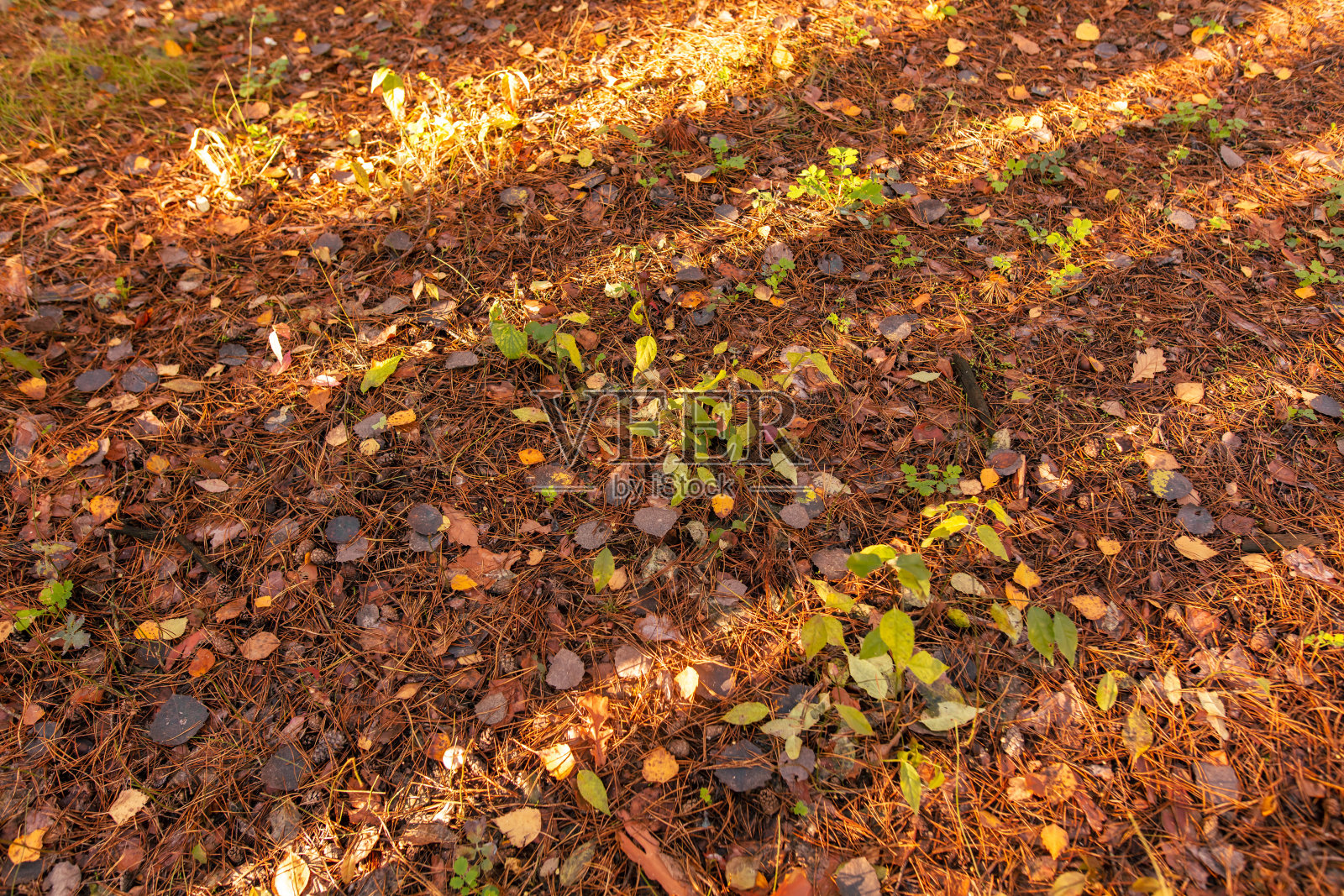 秋天的森林里，树叶躺在地上，树上的影子。背景照片摄影图片