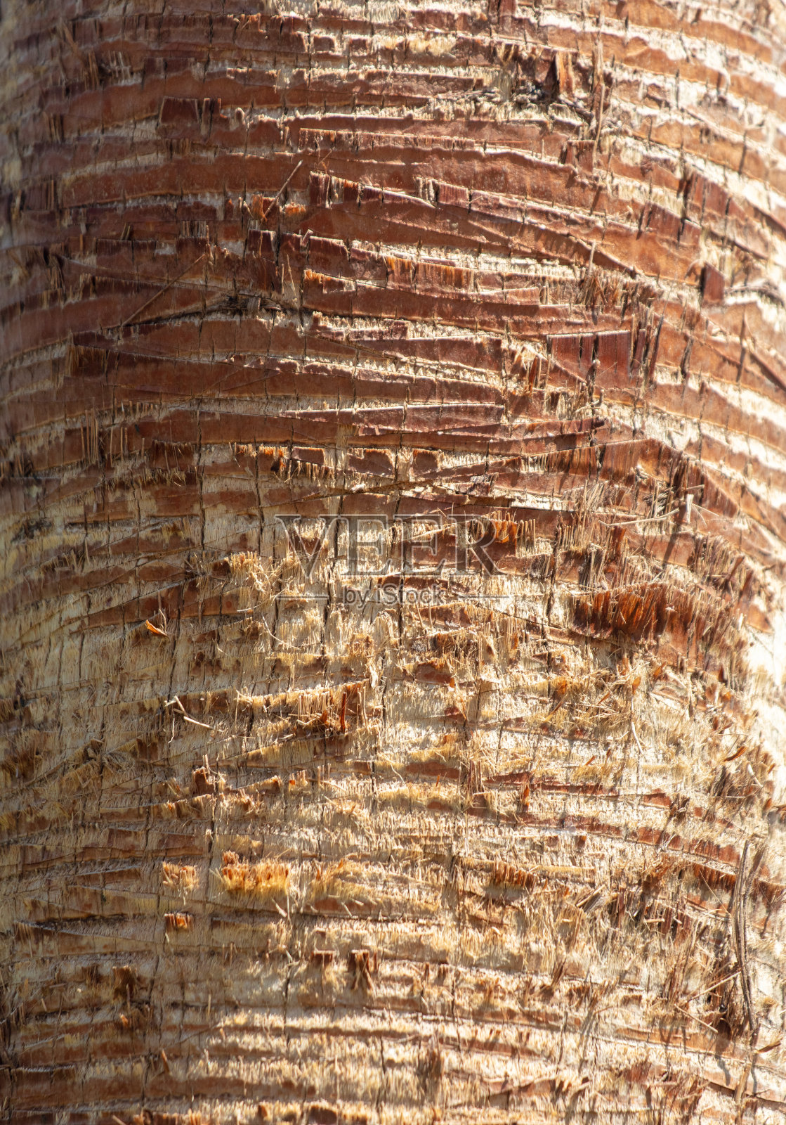 棕榈树的树皮作为抽象的背景。纹理照片摄影图片