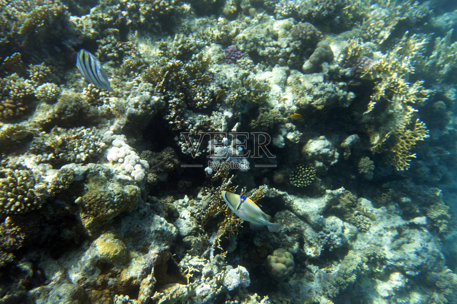 珊瑚礁照片照片摄影图片