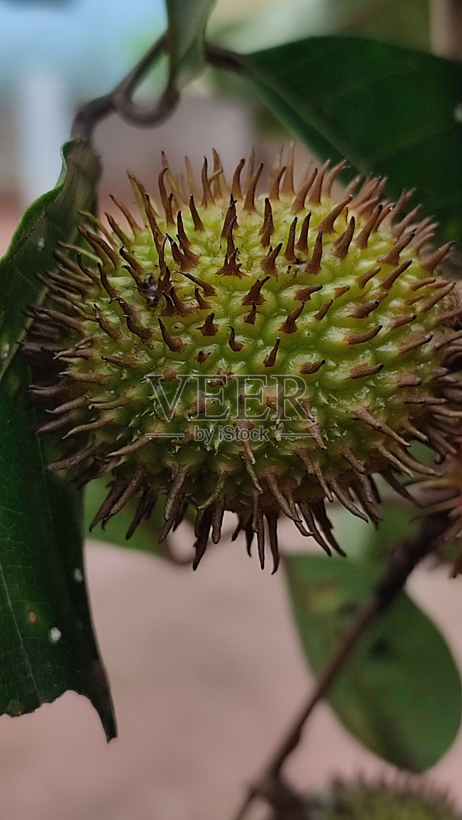 生红毛丹照片摄影图片