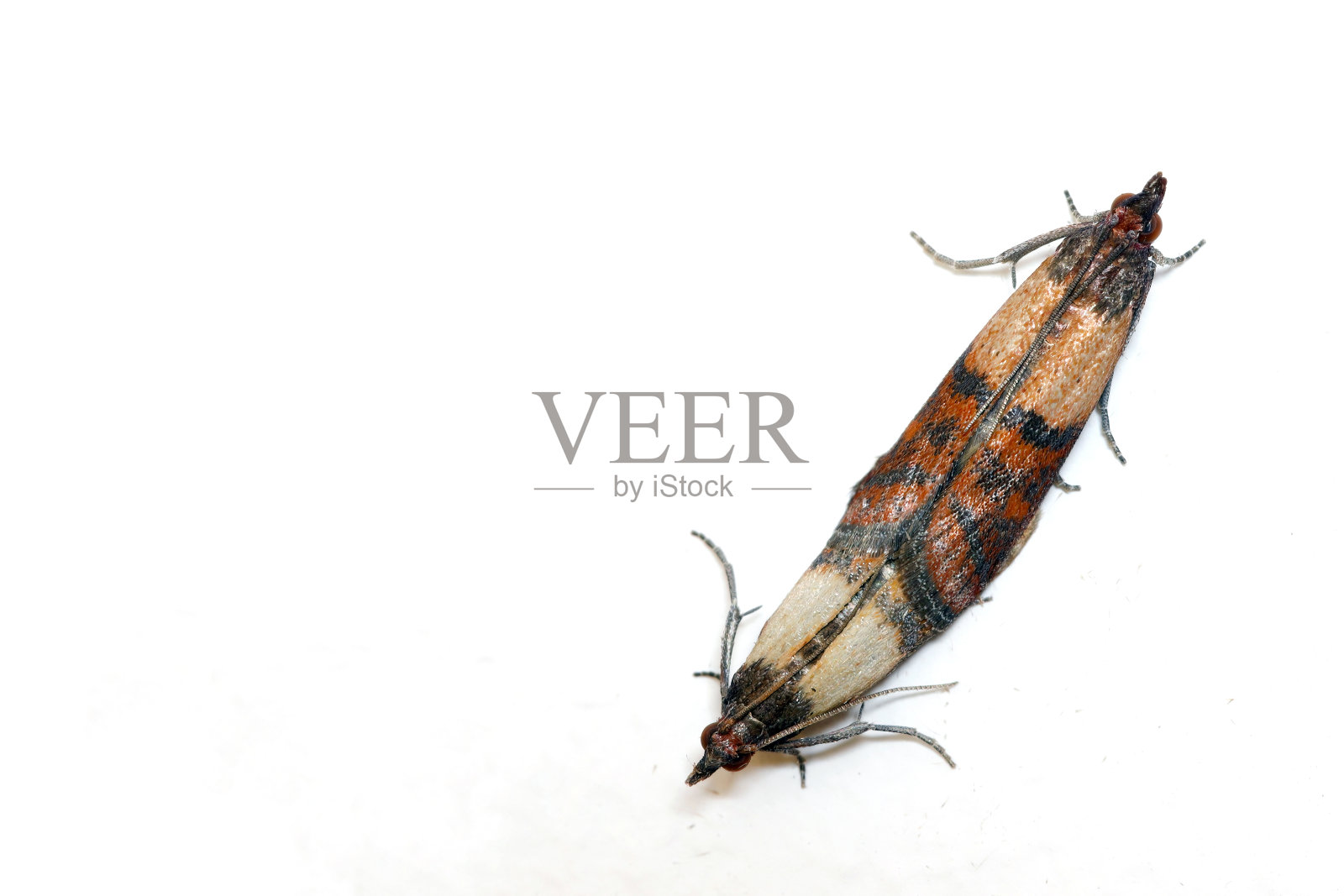 印度餐蛾或餐蛾(Plodia interpunctella)蛾是家中墙壁上的储藏害虫。照片摄影图片