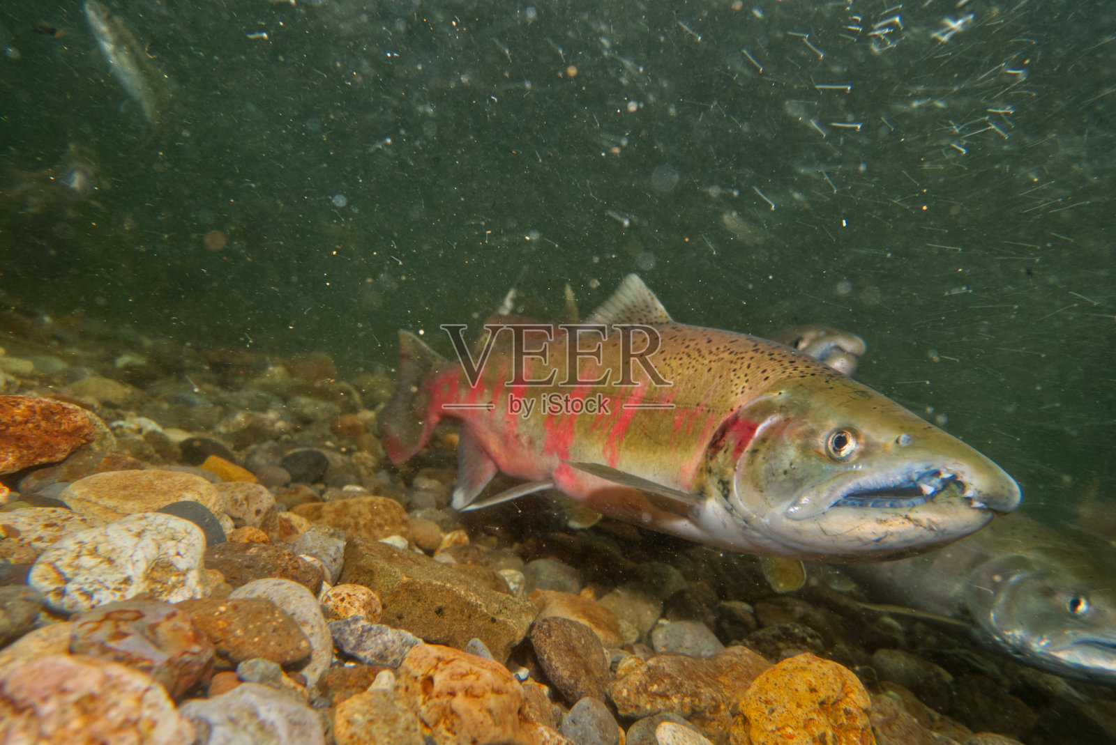 北海道中别镇的樱桃鲑鱼水下摄影照片摄影图片