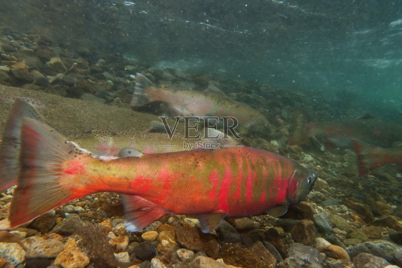 北海道中别镇的樱桃鲑鱼水下摄影照片摄影图片