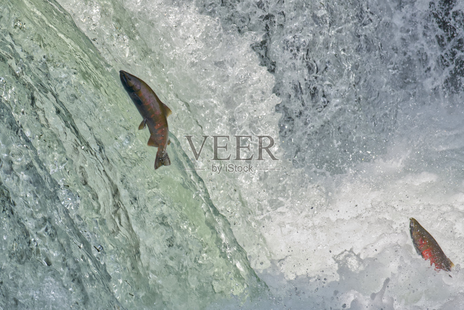 北海道沙里镇沙里河的樱花鳟鱼瀑布照片摄影图片