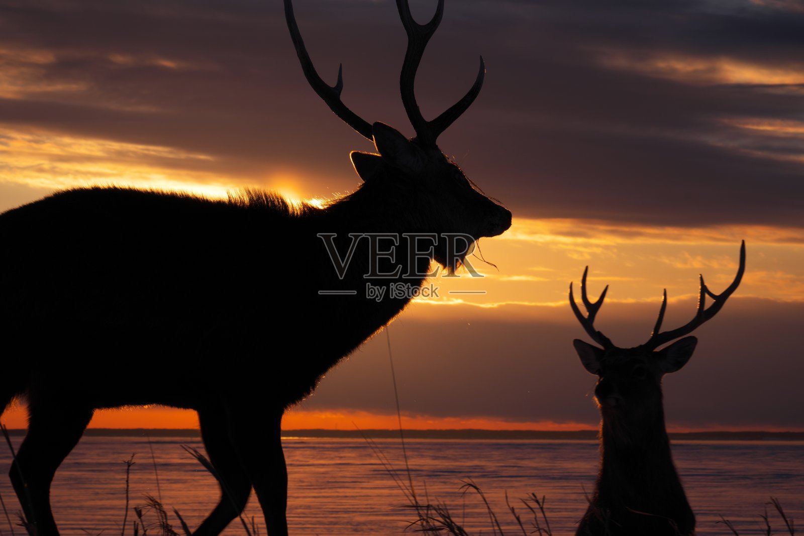 日落时分的梅花鹿，北海道别须海镇野介半岛照片摄影图片